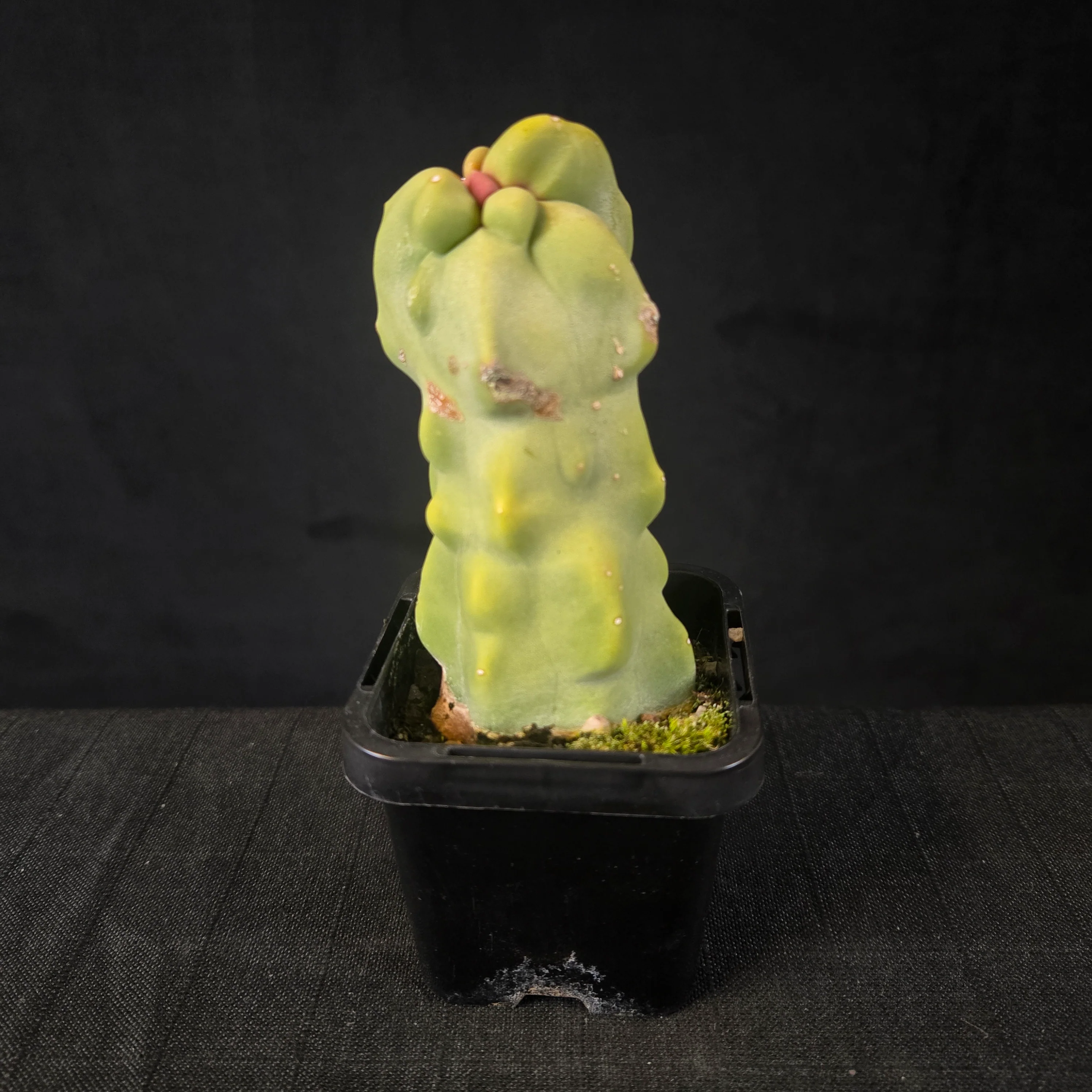 Lophocereus schottii (syn. Pachycereus) - Image 4