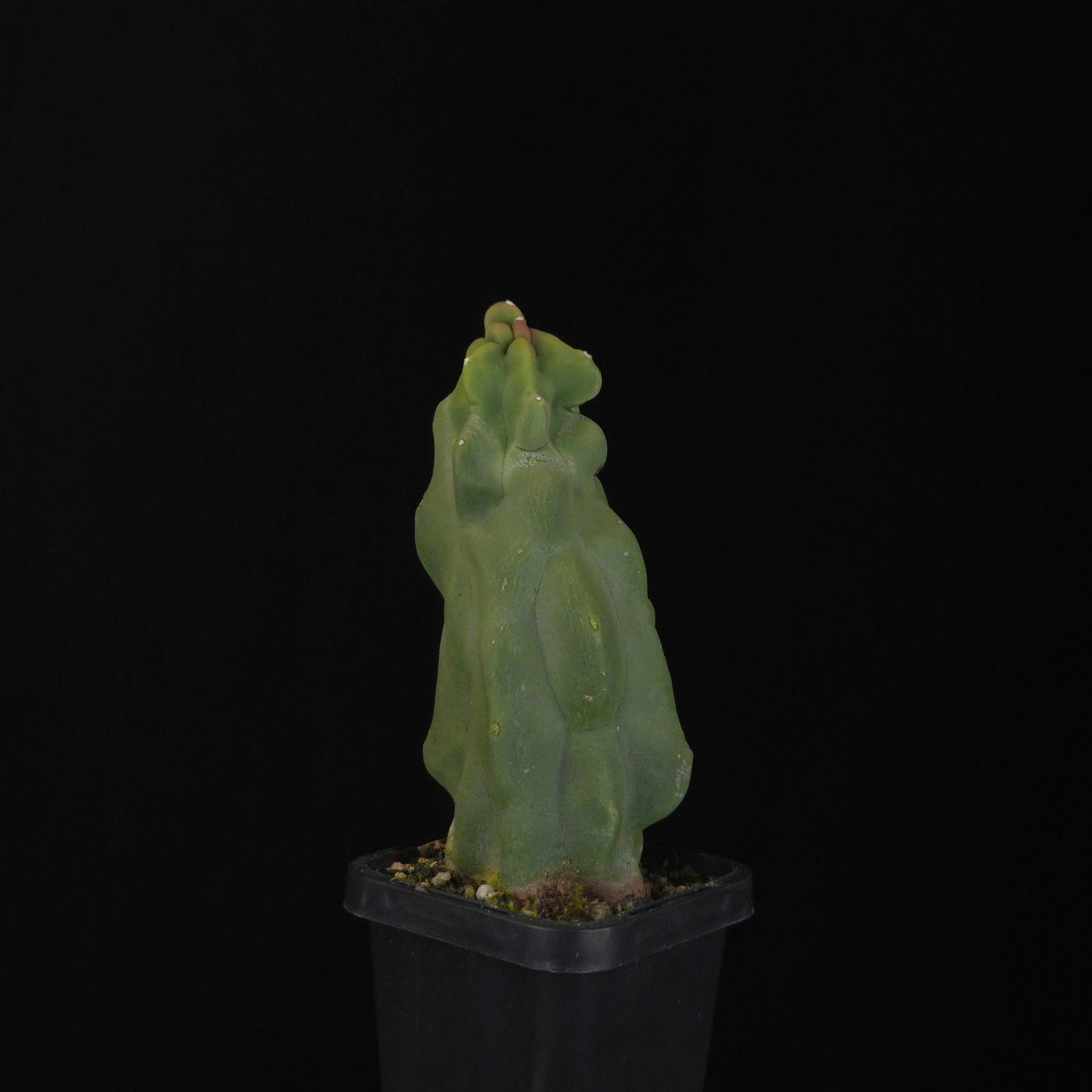 Lophocereus schottii (syn. Pachycereus) - Image 5