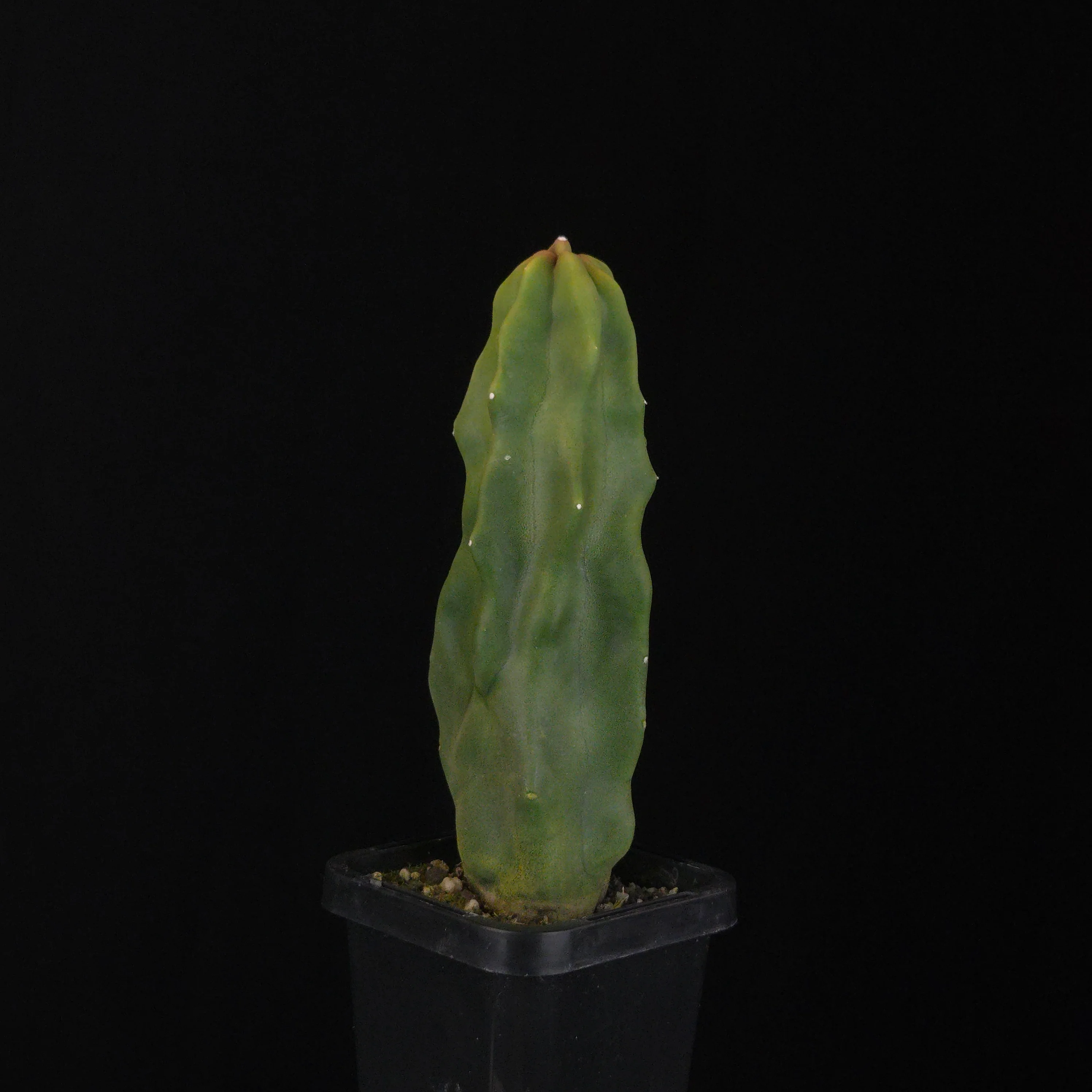 Lophocereus schottii (syn. Pachycereus) - Image 6