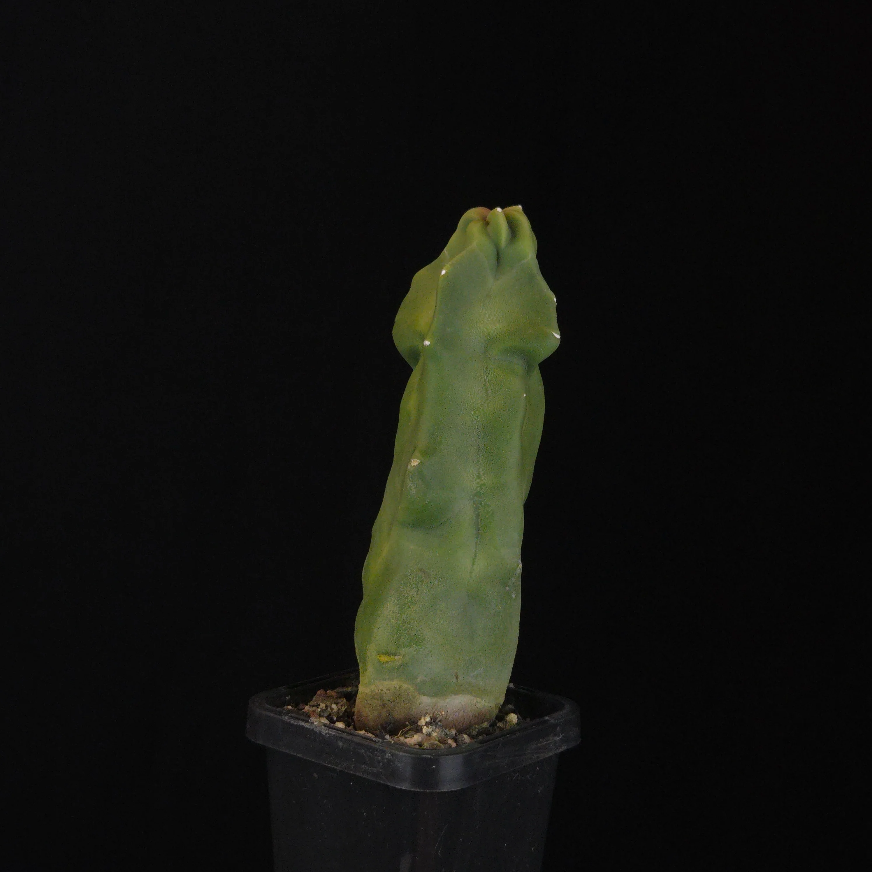 Lophocereus schottii (syn. Pachycereus) - Image 7