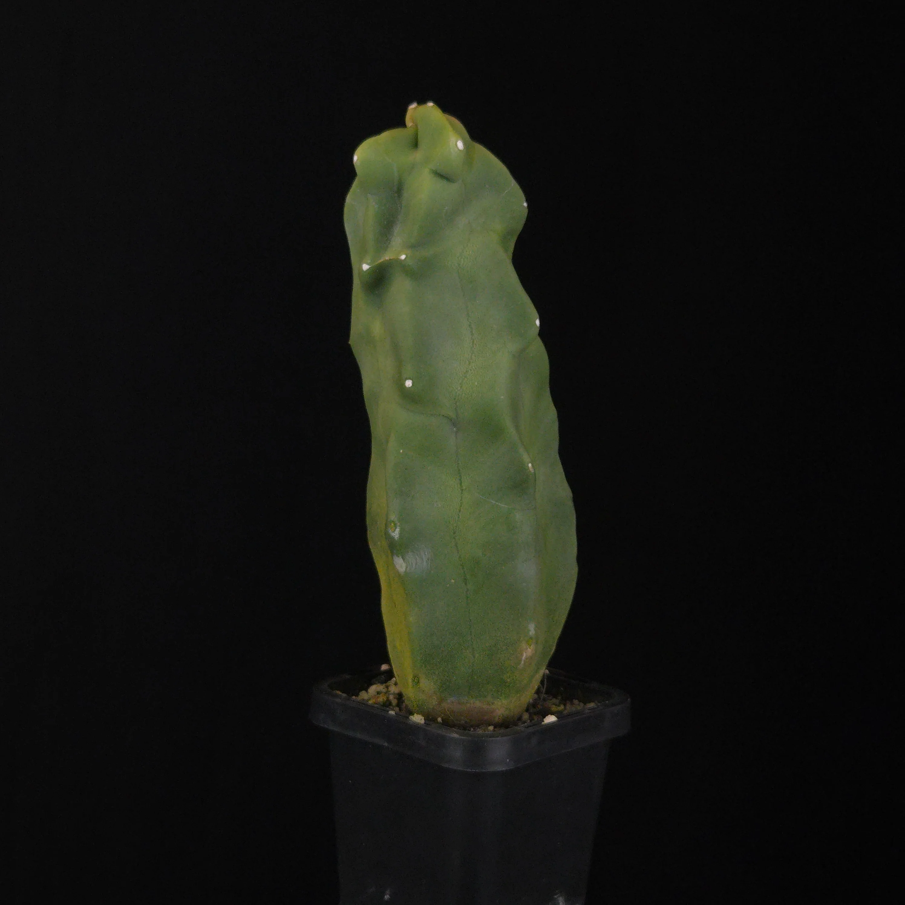 Lophocereus schottii (syn. Pachycereus) - Image 8