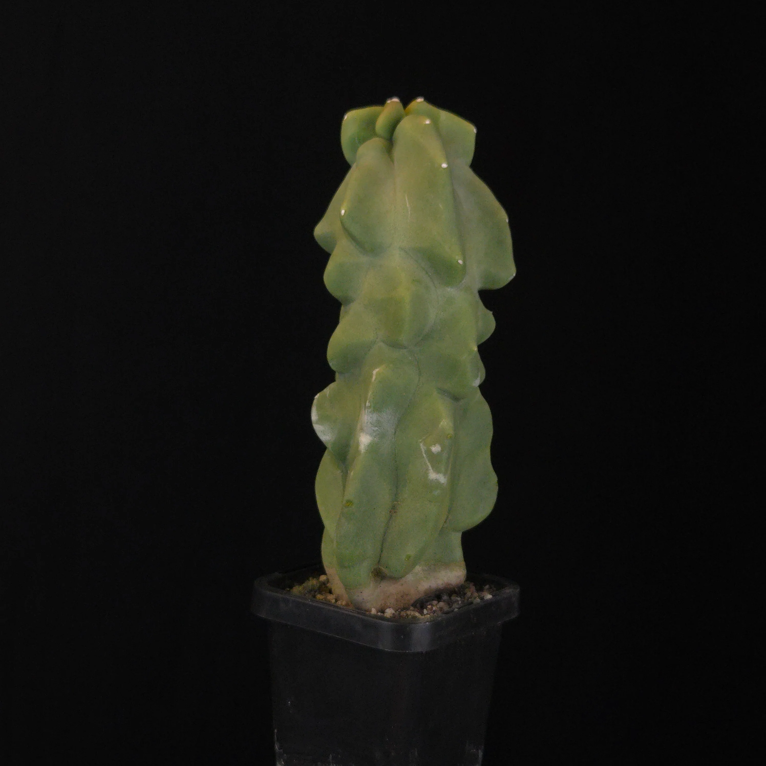 Lophocereus schottii (syn. Pachycereus) - Image 9