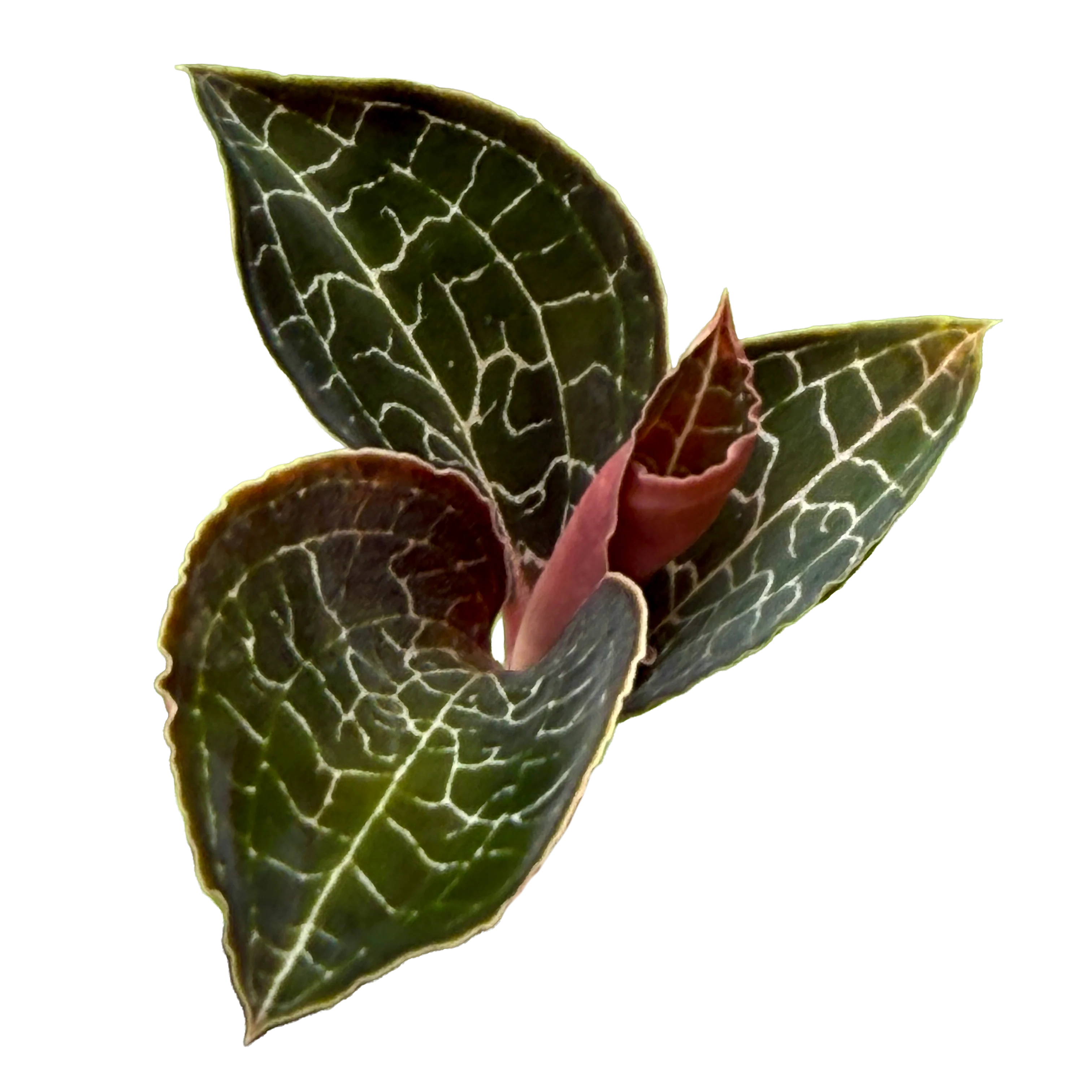 Ludisia discolor 'Mascot'
