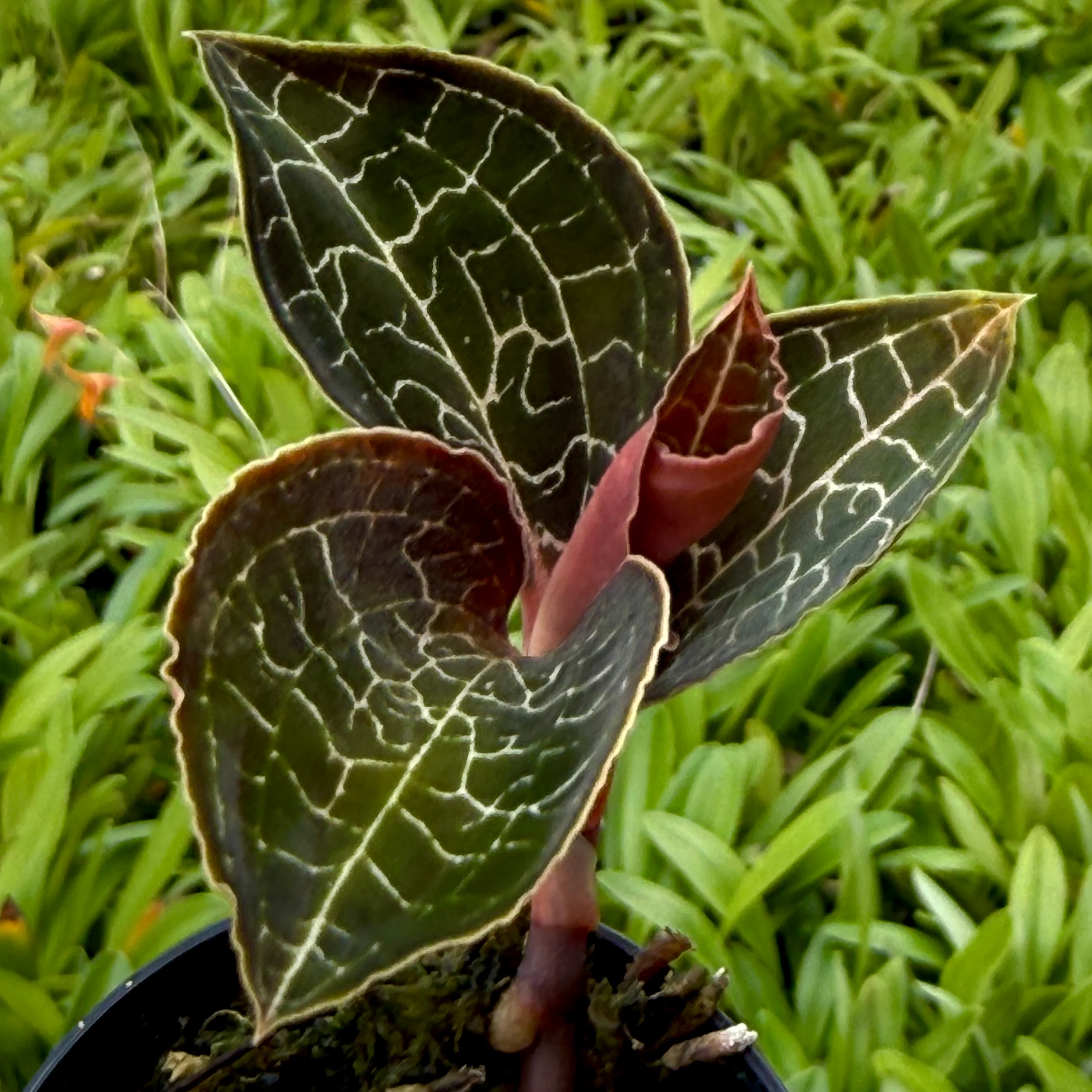 Ludisia discolor 'Mascot' - Image 2