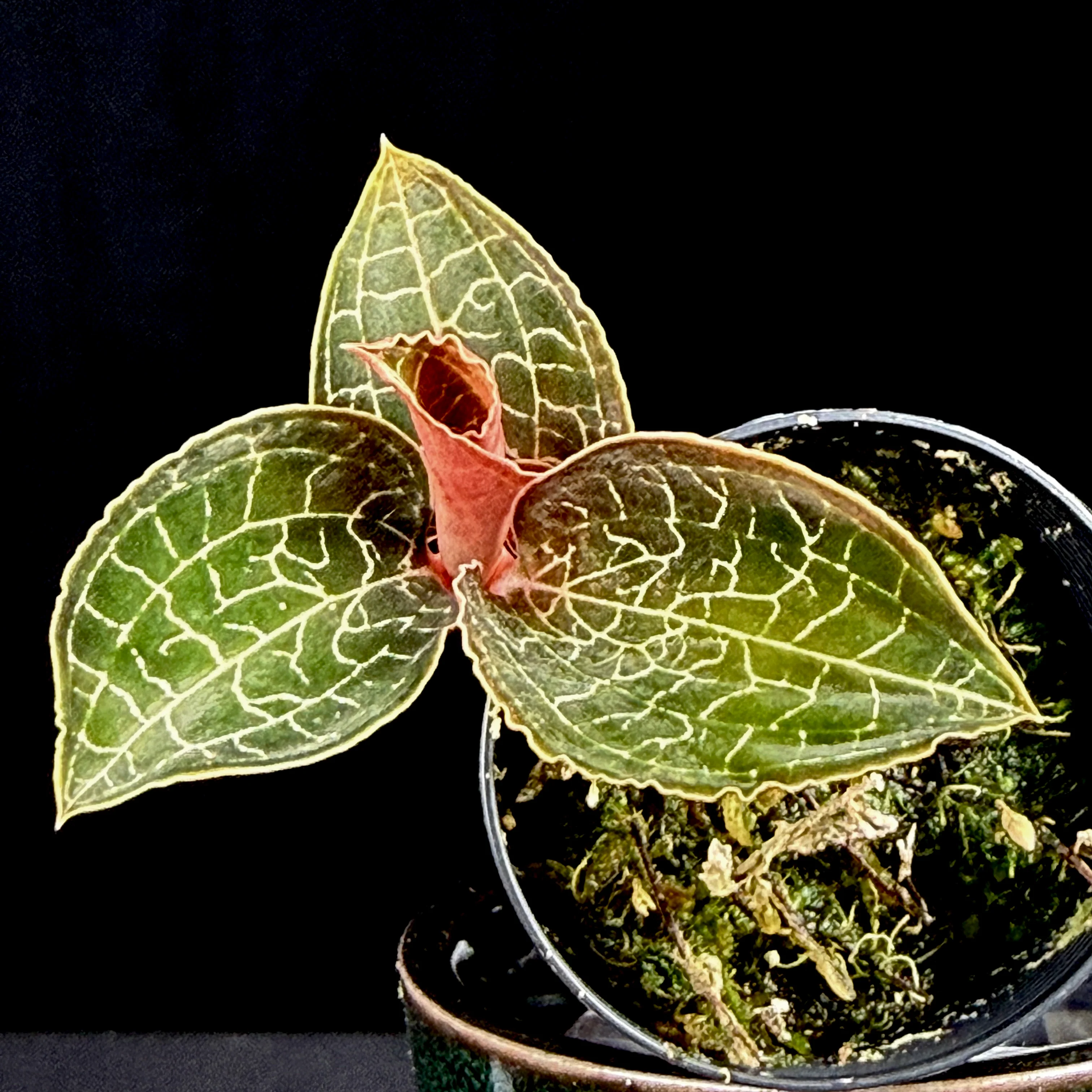 Ludisia discolor 'Mascot' - Image 3