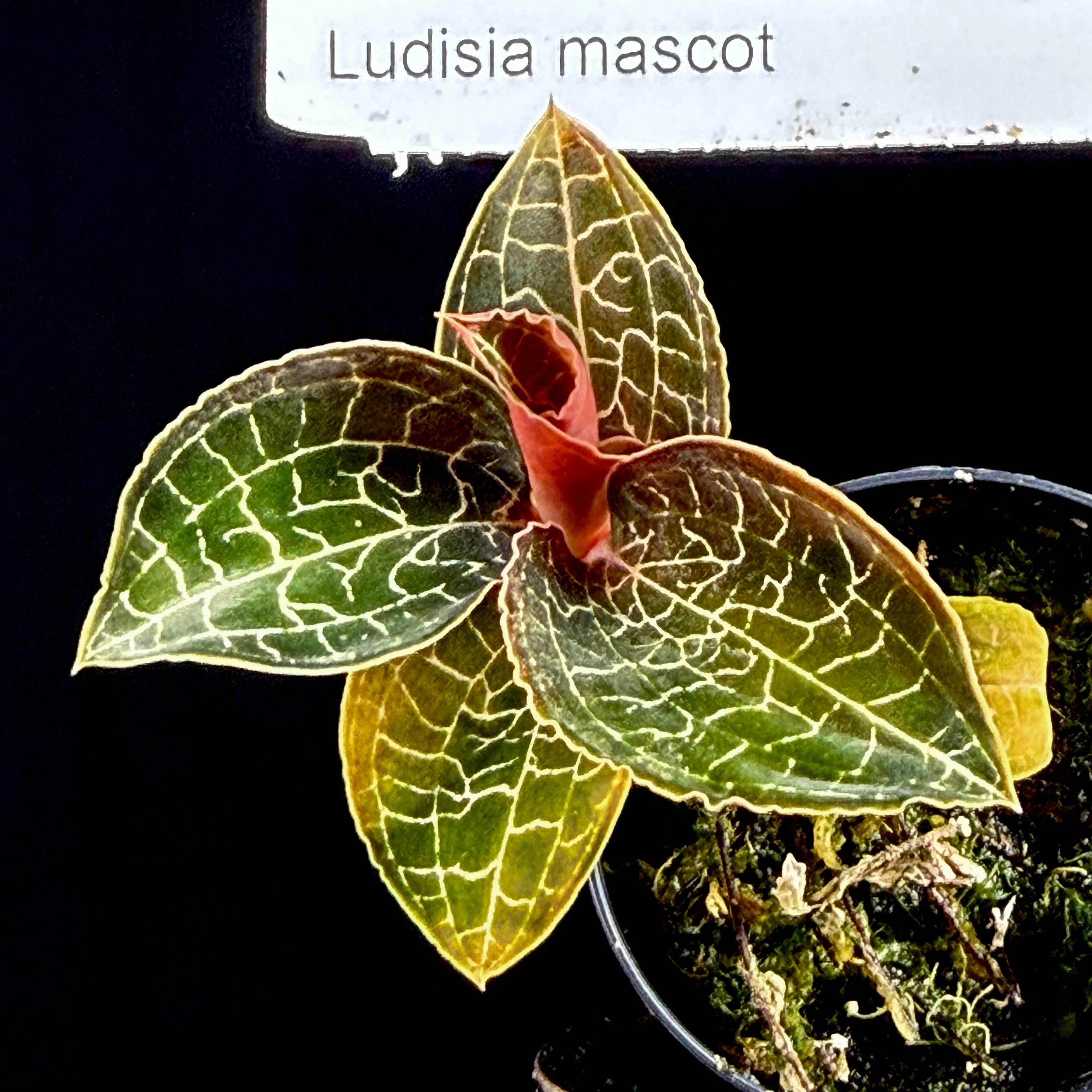 Ludisia discolor 'Mascot' - Image 4