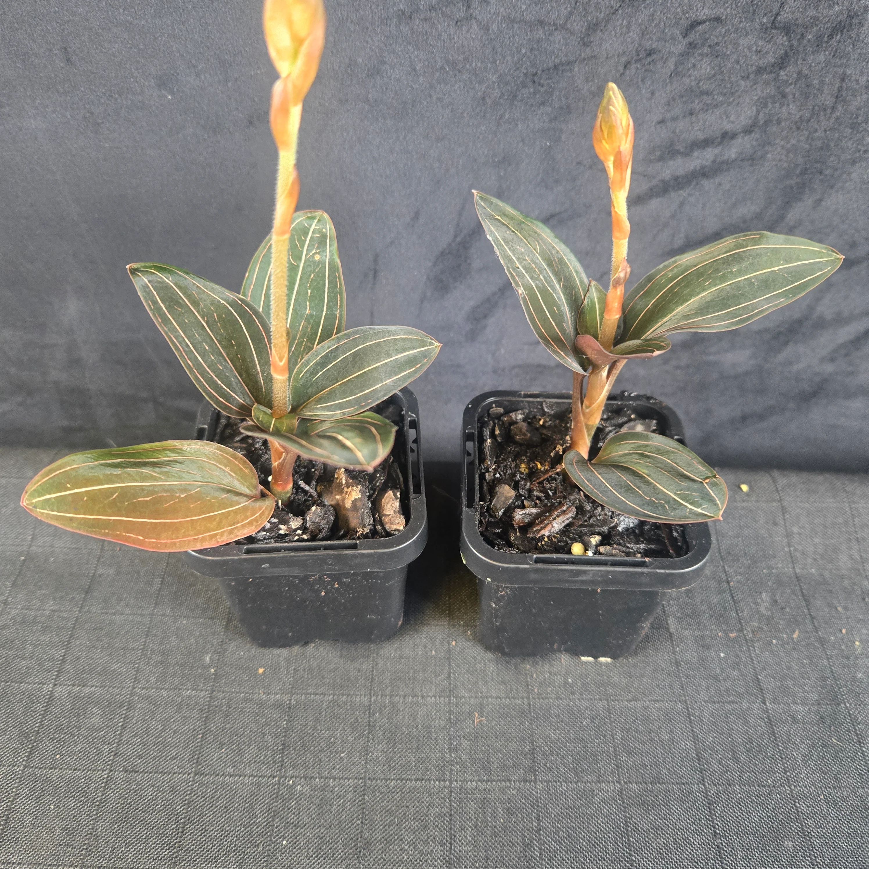 Ludisia discolor – Jewel Orchid - Image 3