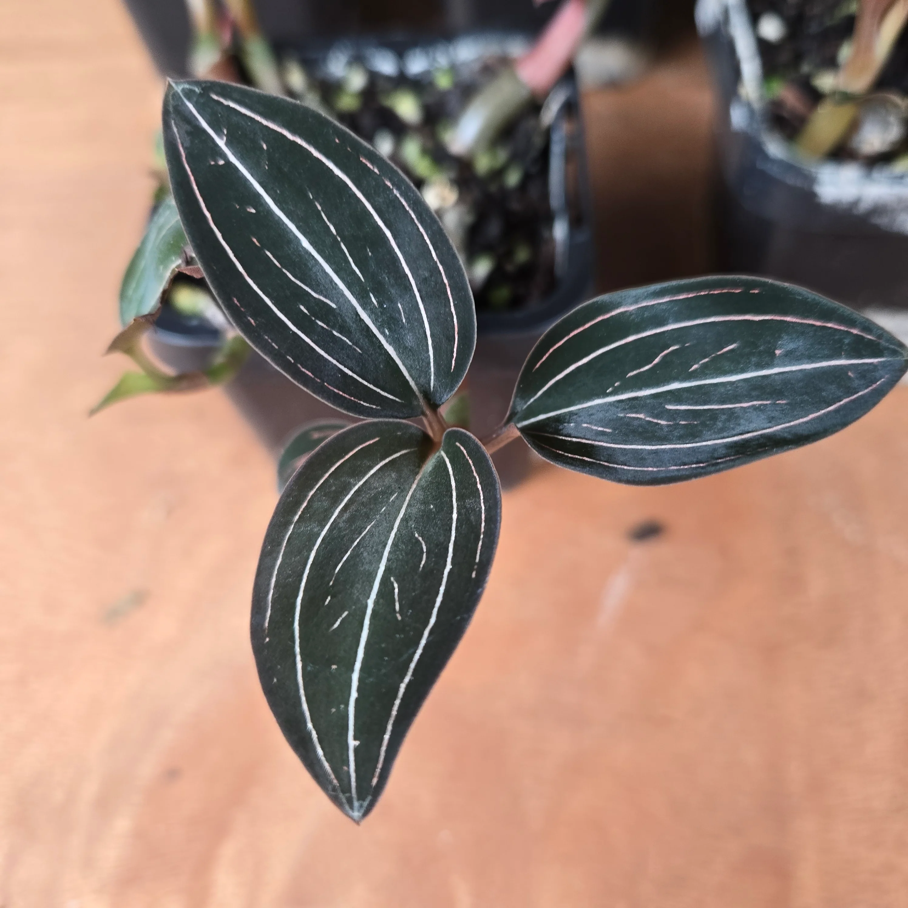 Ludisia discolor – Jewel Orchid - Image 4