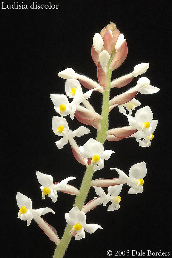 Ludisia discolor – Jewel Orchid - Image 5
