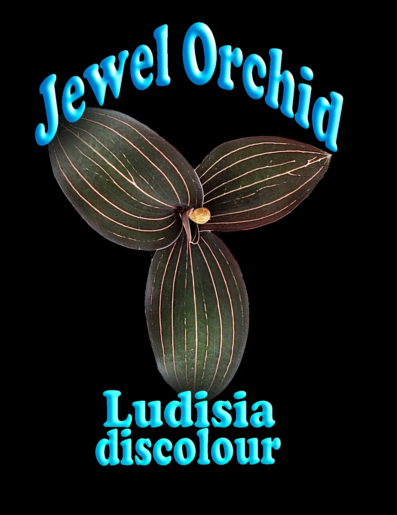 Ludisia discolor – Jewel Orchid - Image 6