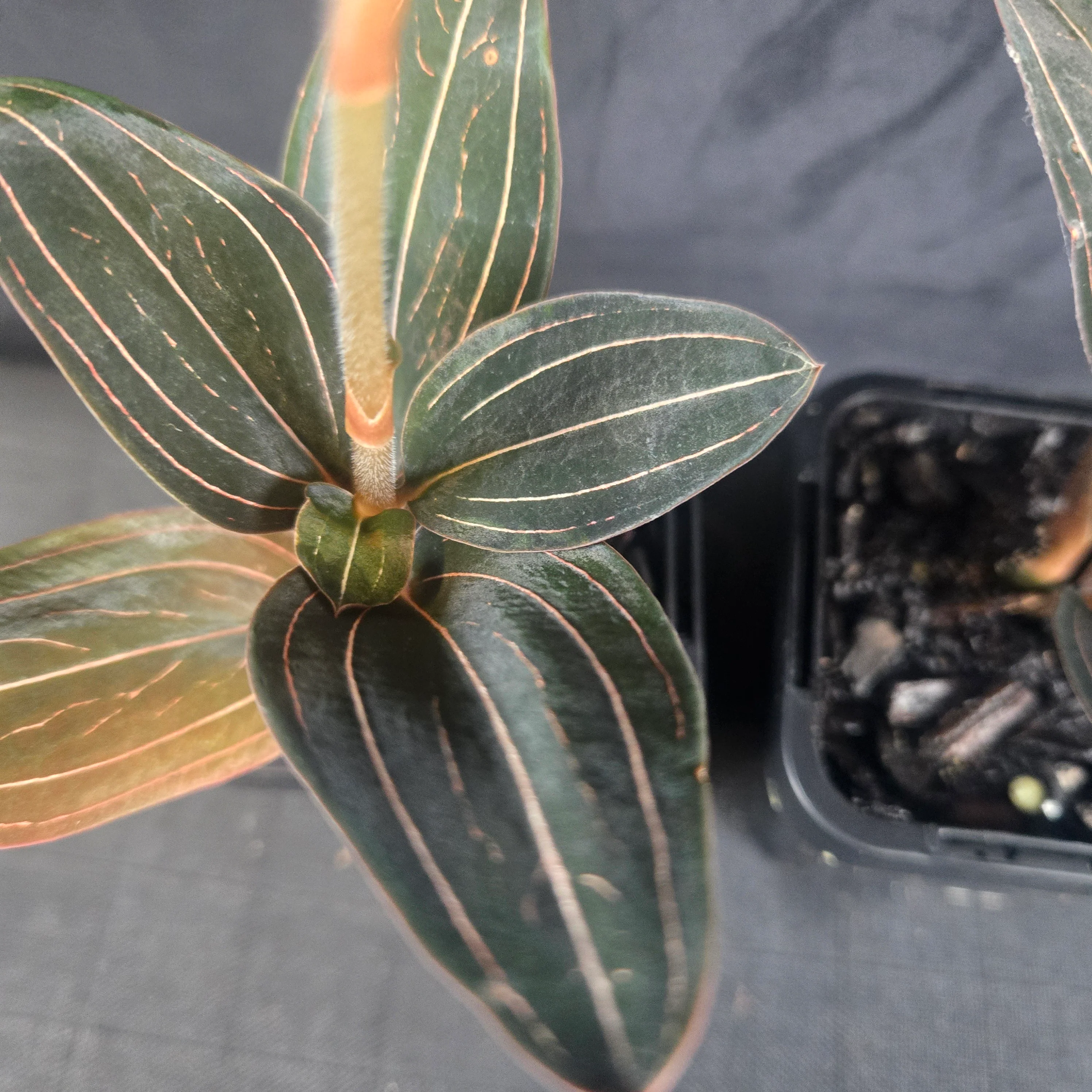 Ludisia discolor – Jewel Orchid - Image 7