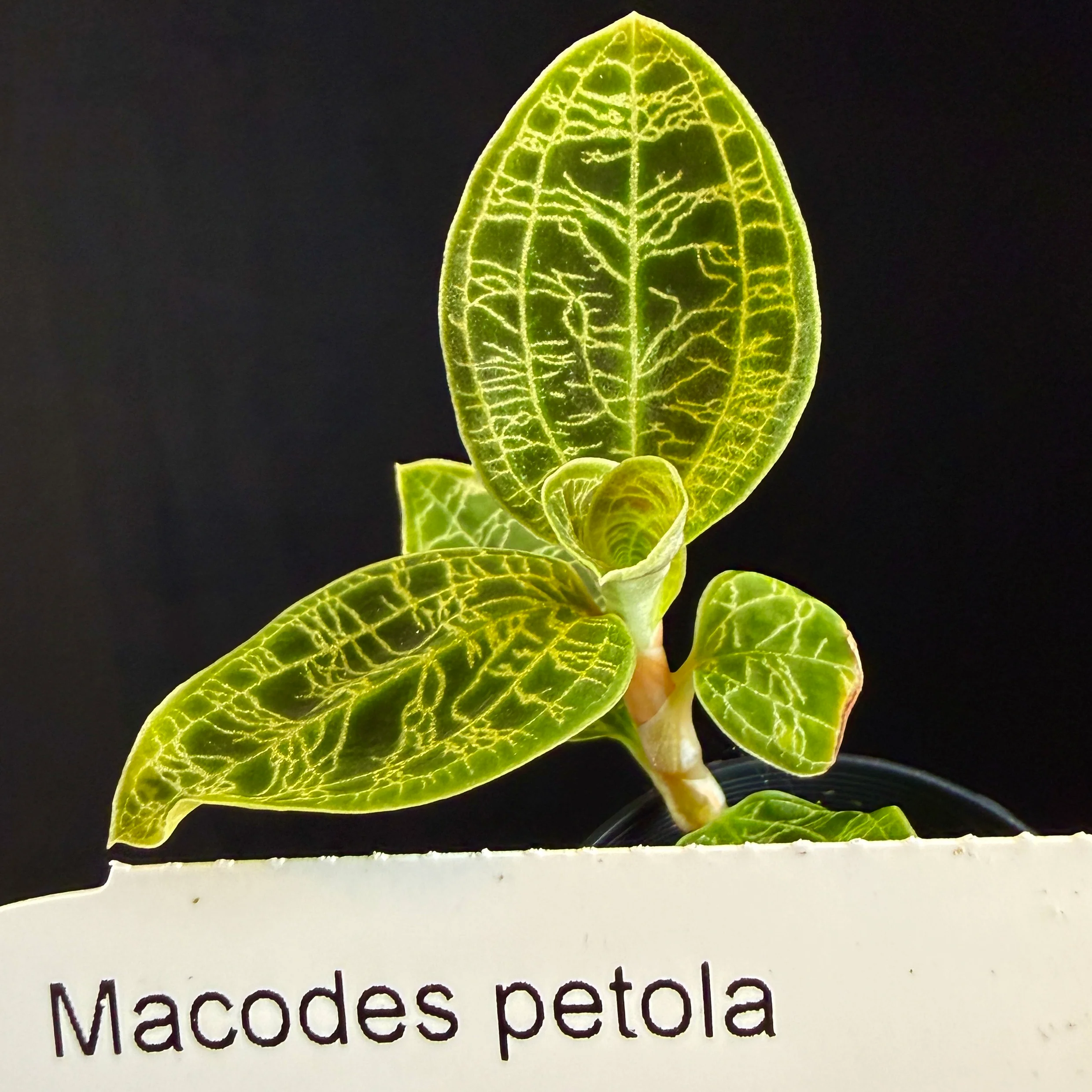 Macodes petola - Image 3