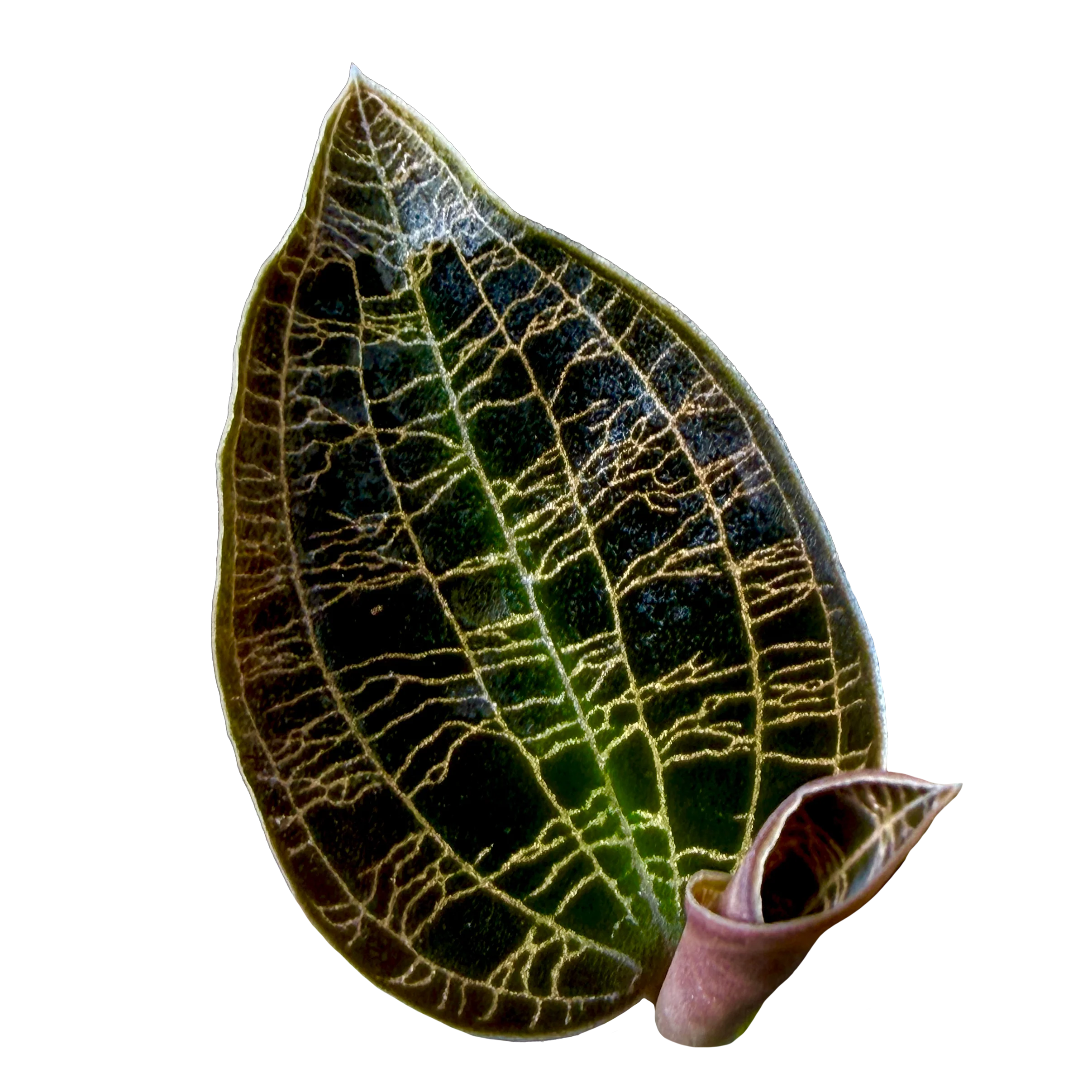 Macodes petola 'Dark Form'