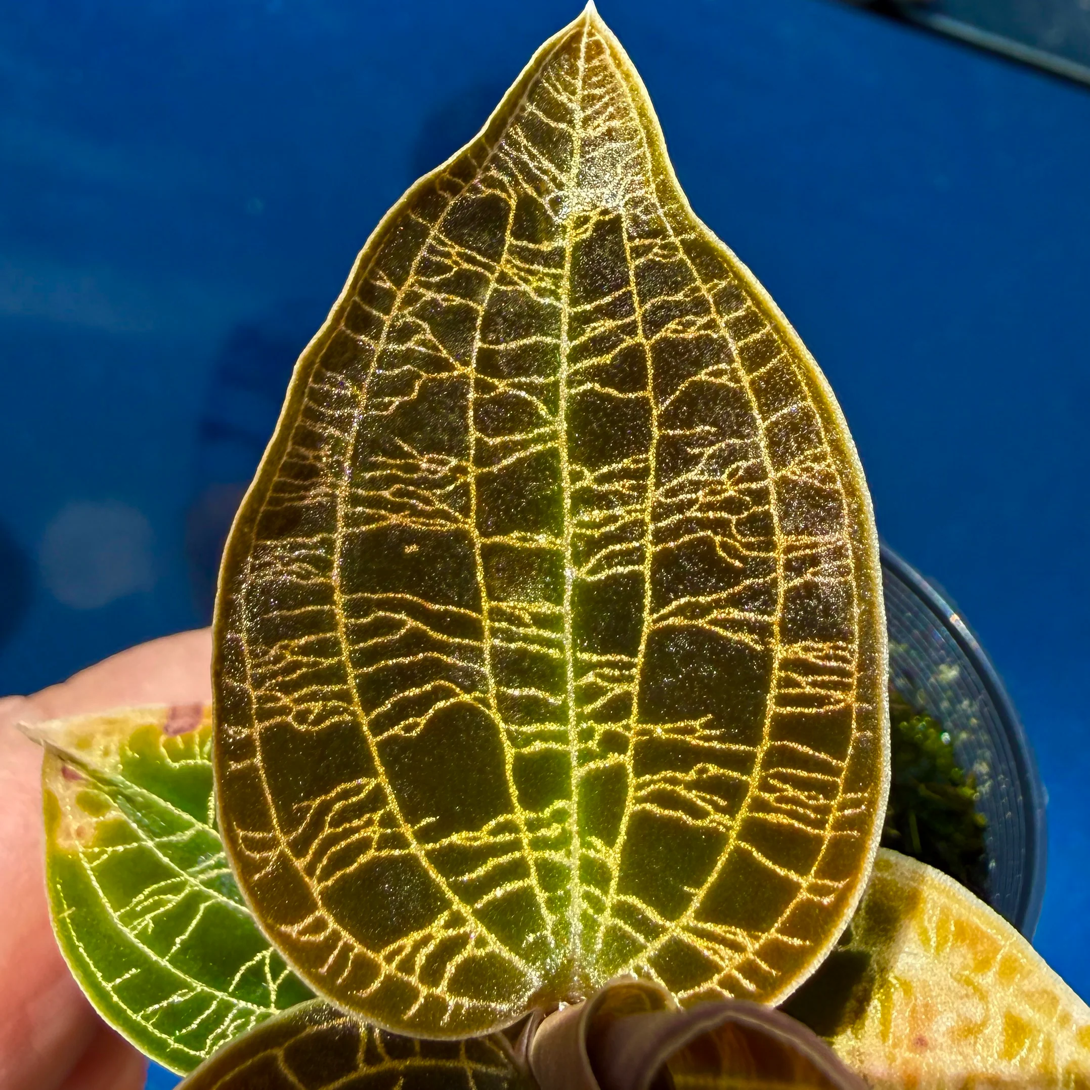 Macodes petola 'Dark Form' - Image 4