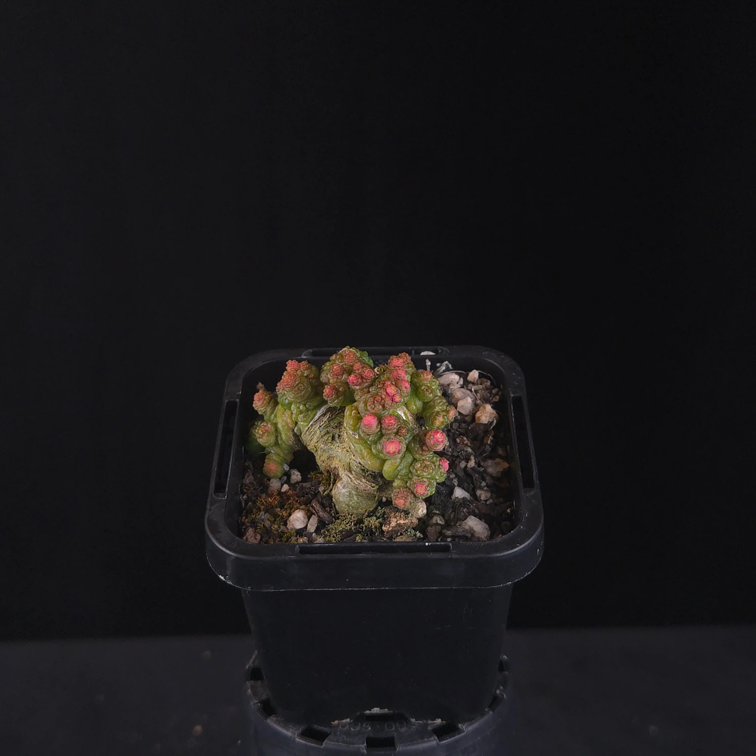 Mammillaria bocasana 'Corona' - Image 4