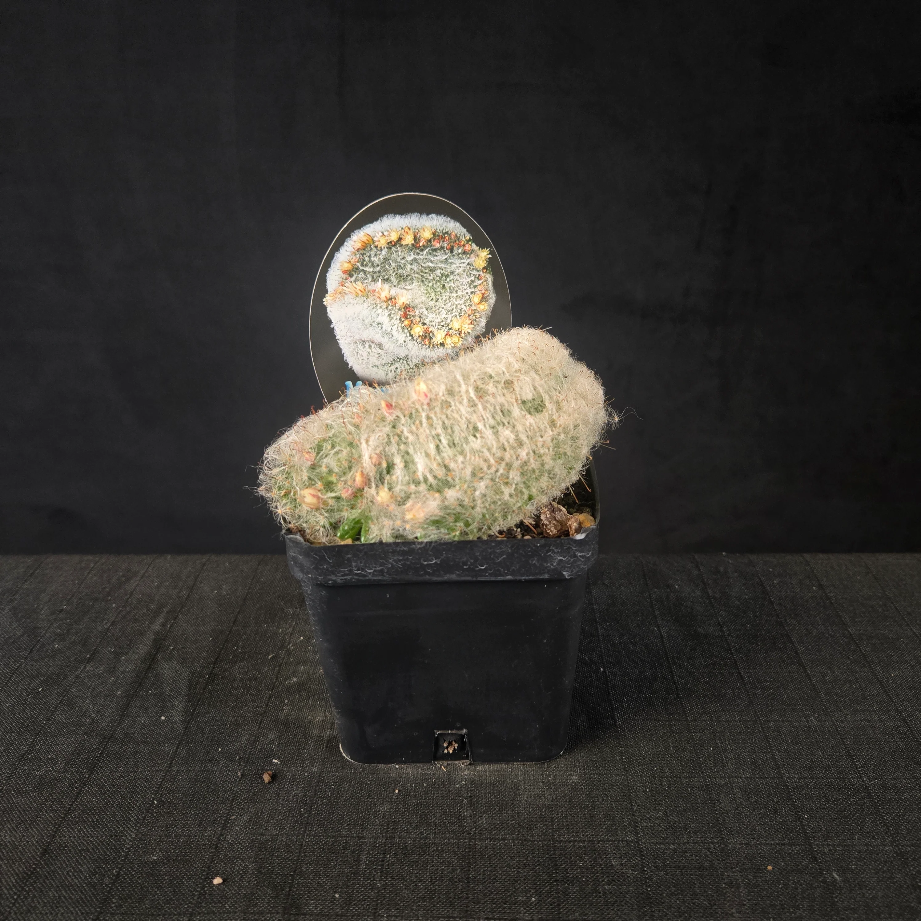 Mammillaria bocasana cristata - Image 2