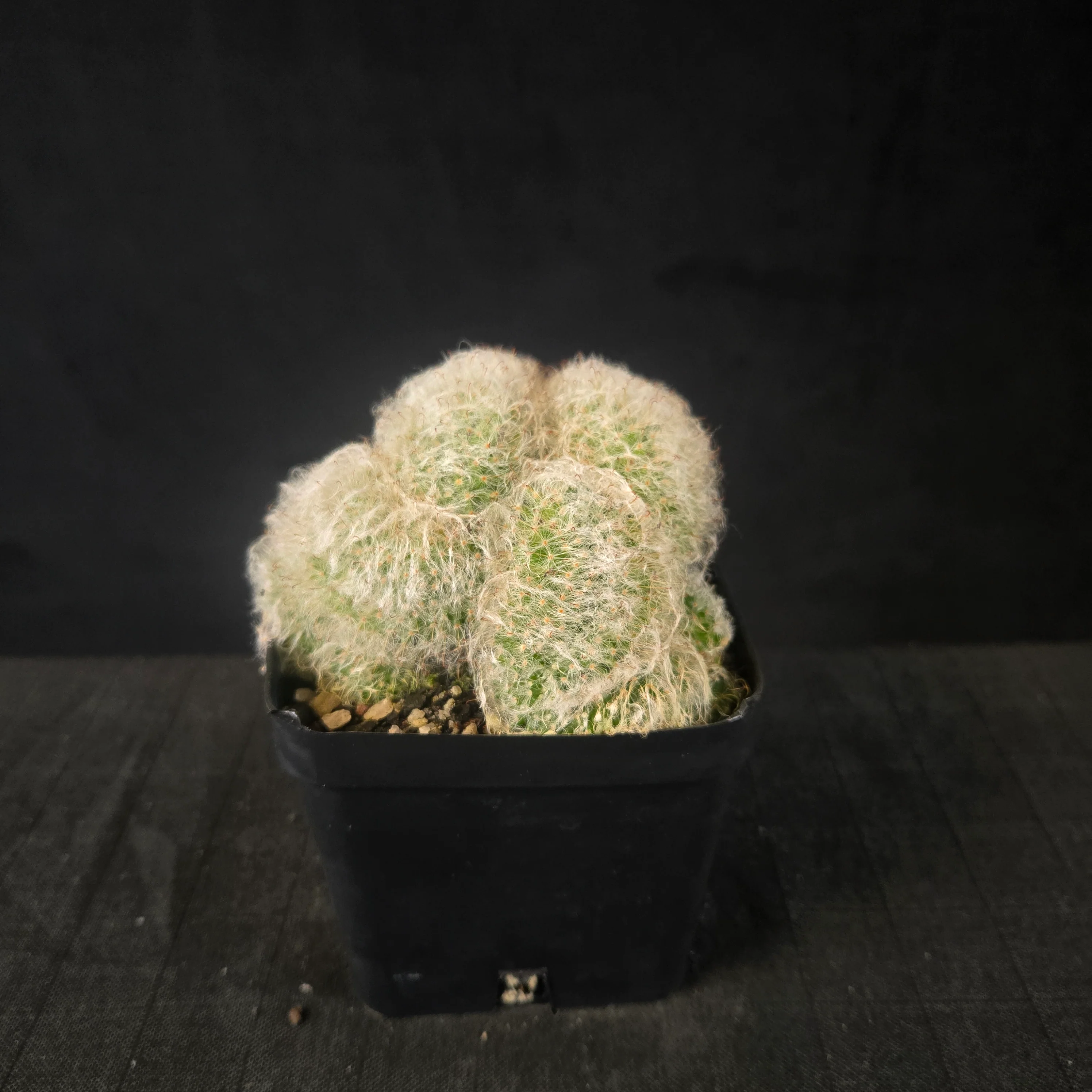Mammillaria bocasana cristata - Image 3