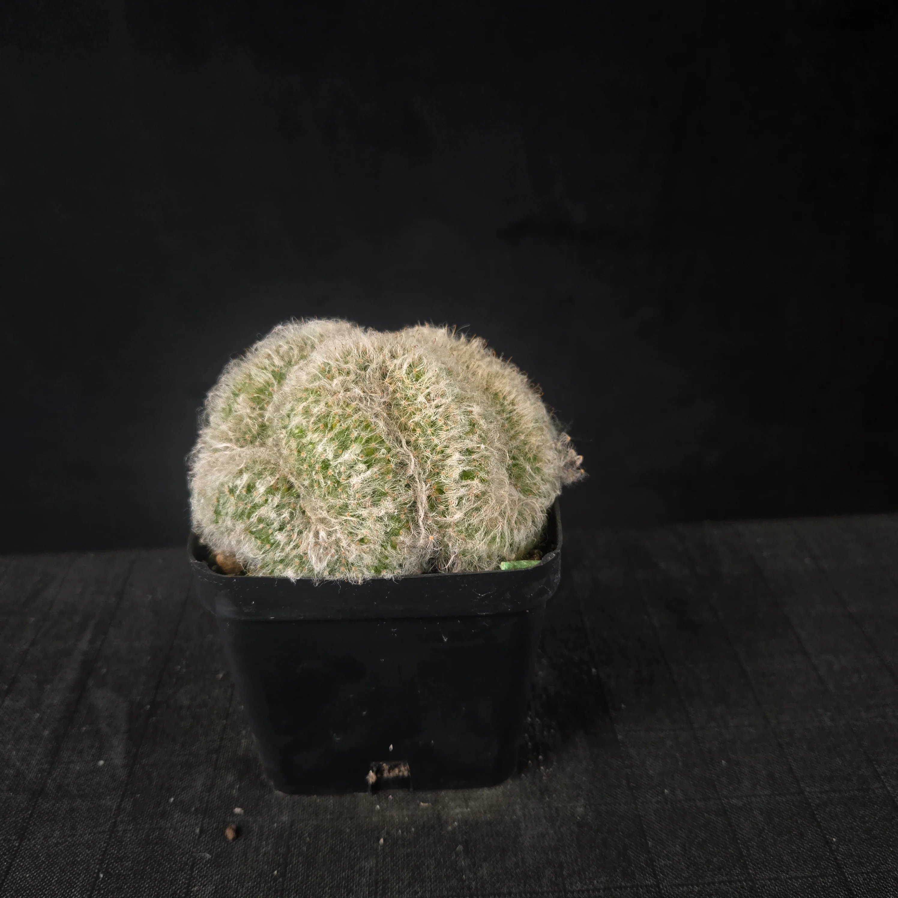 Mammillaria bocasana cristata - Image 4