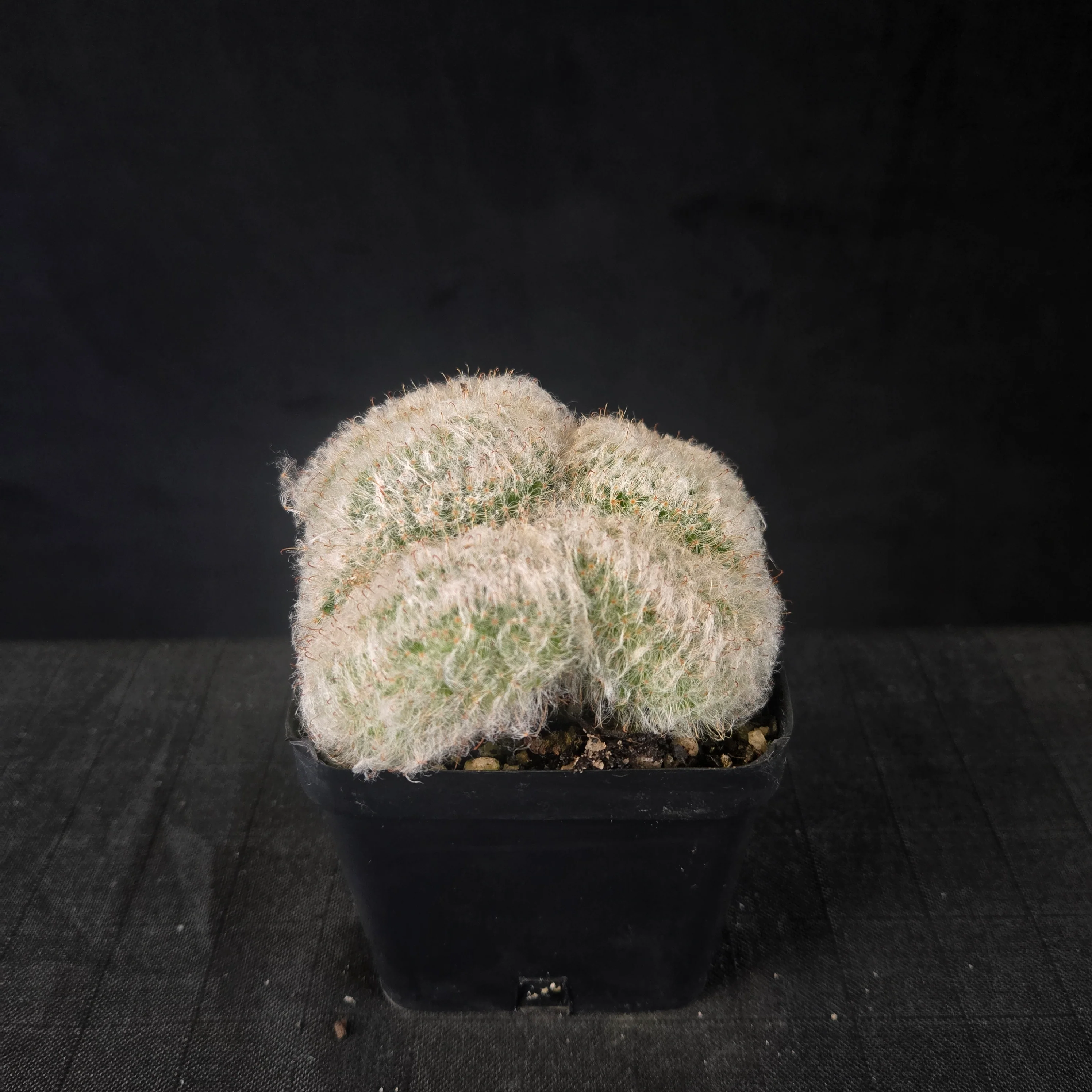 Mammillaria bocasana cristata - Image 5