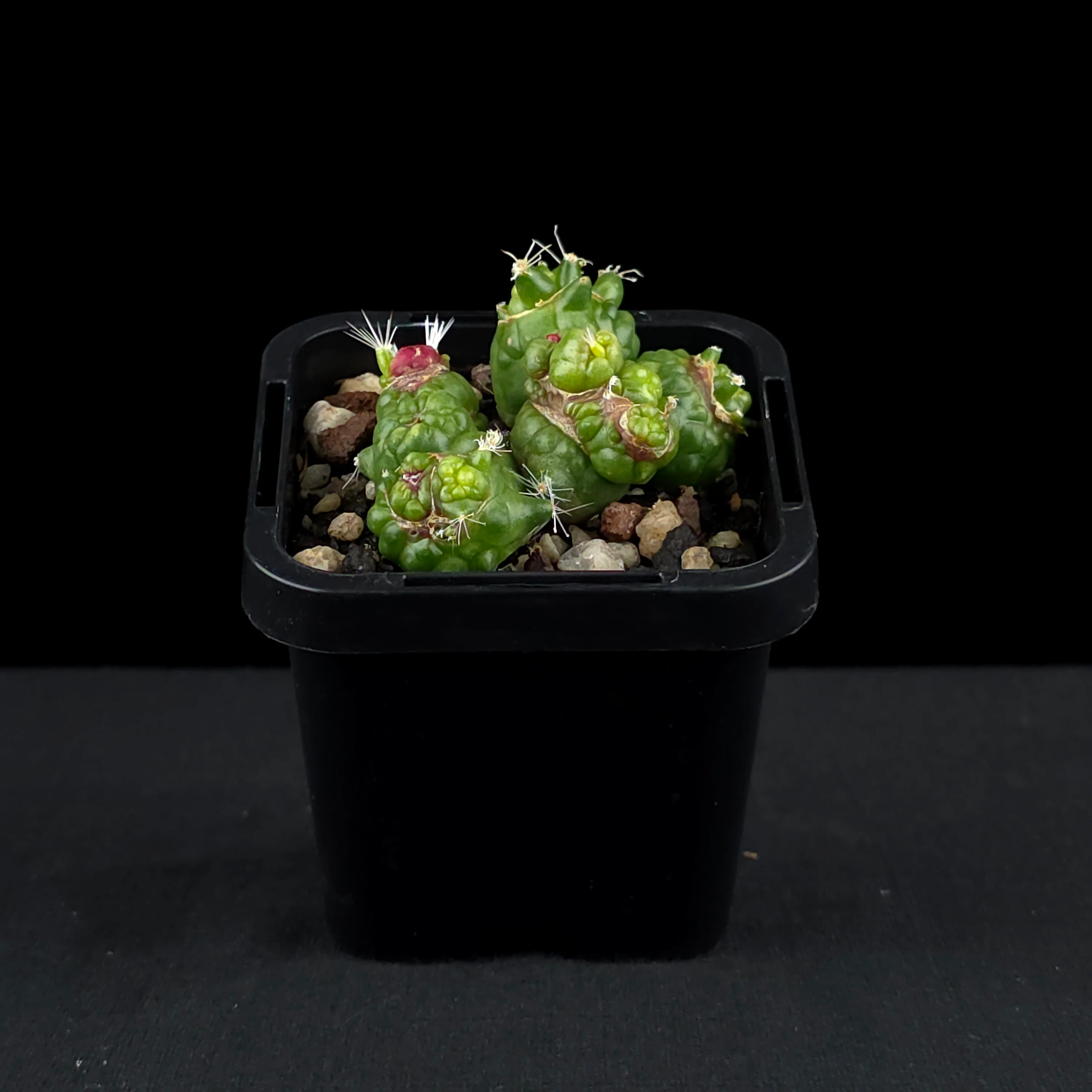 Mammillaria bocasana 'Fred' - Unique Monstrose Cactus - Image 3