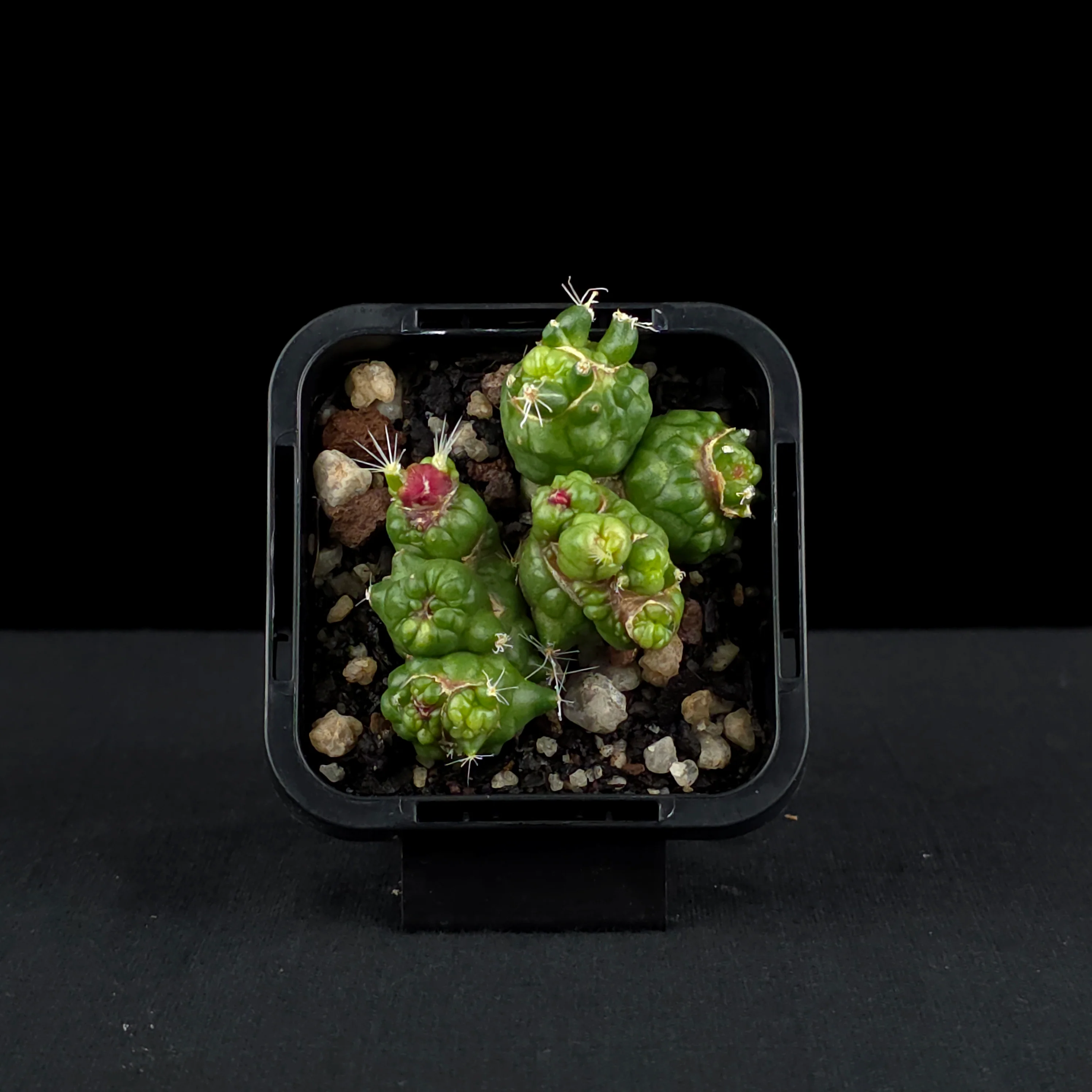 Mammillaria bocasana 'Fred' - Unique Monstrose Cactus - Image 4