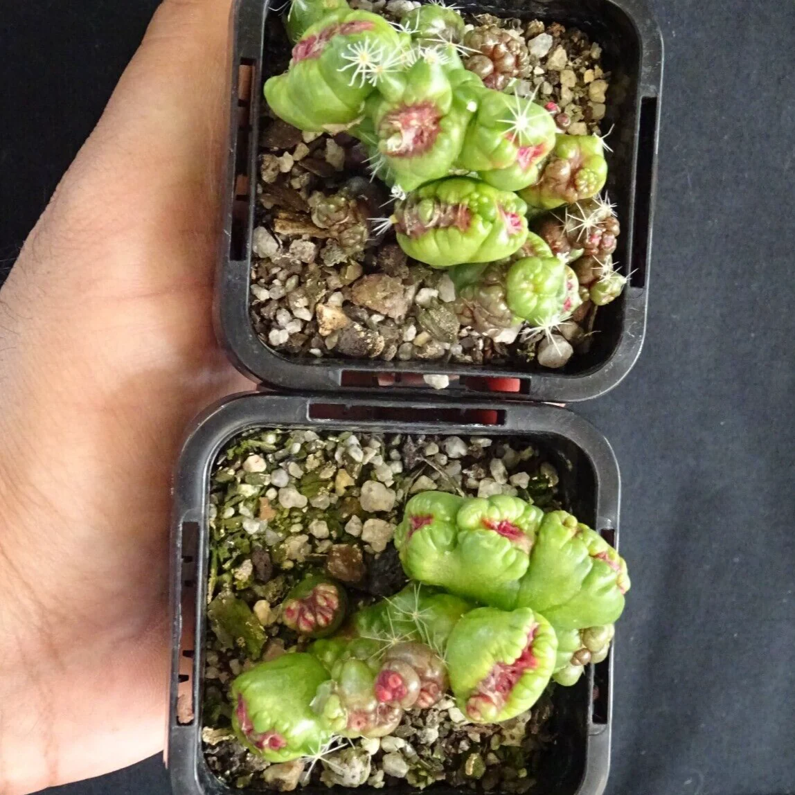 Mammillaria bocasana 'Fred' - Unique Monstrose Cactus - Image 5