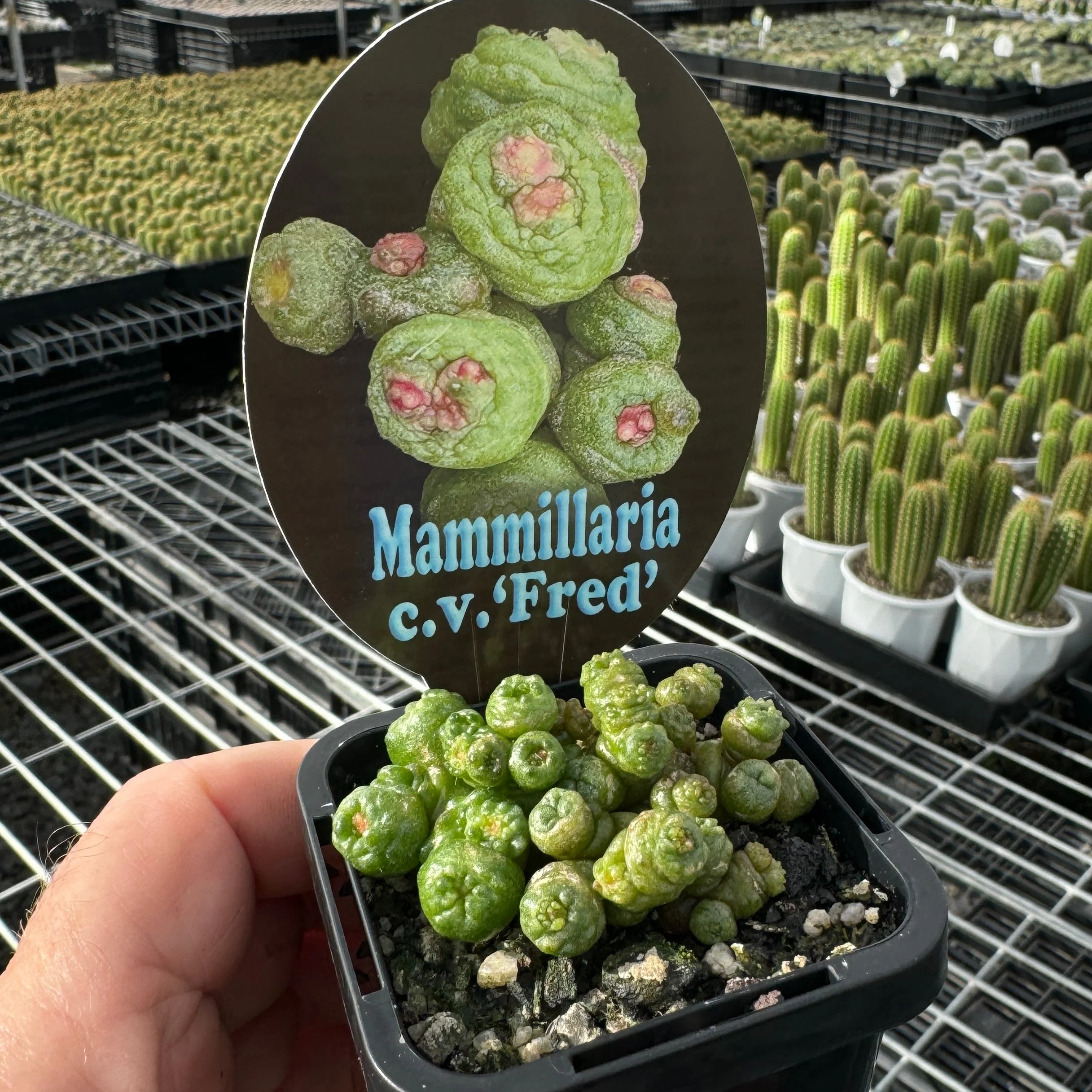 Mammillaria bocasana 'Fred' - Unique Monstrose Cactus - Image 6