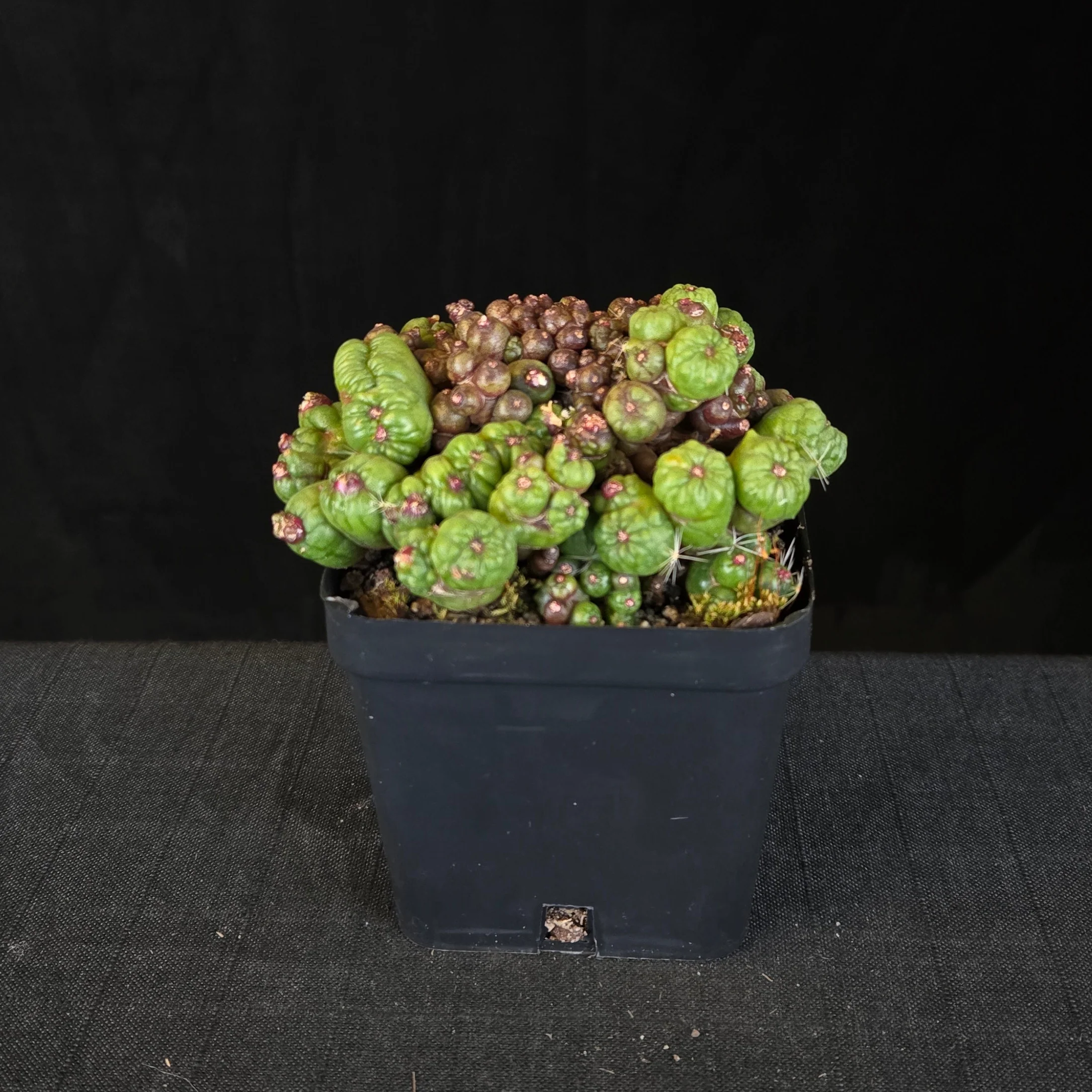 Mammillaria bocasana ‘Fred’ – Large Mature Specimen (One Only) - Image 2