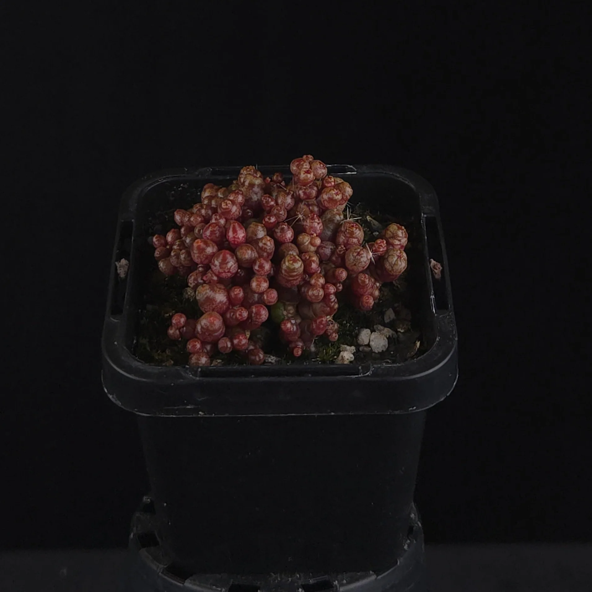 Mammillaria bocasana 'Saint Hugo'