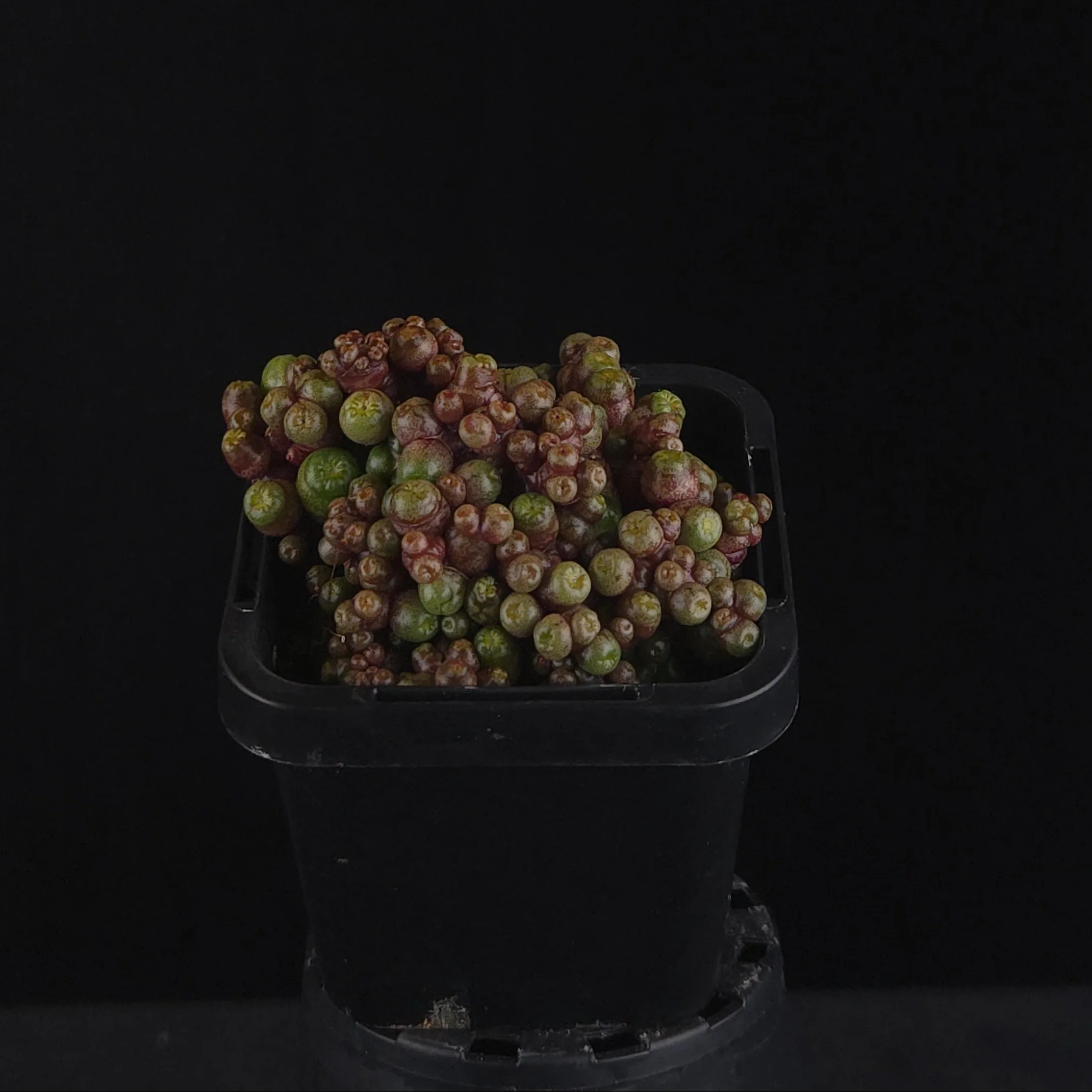 Mammillaria bocasana 'Saint Hugo' - Image 2