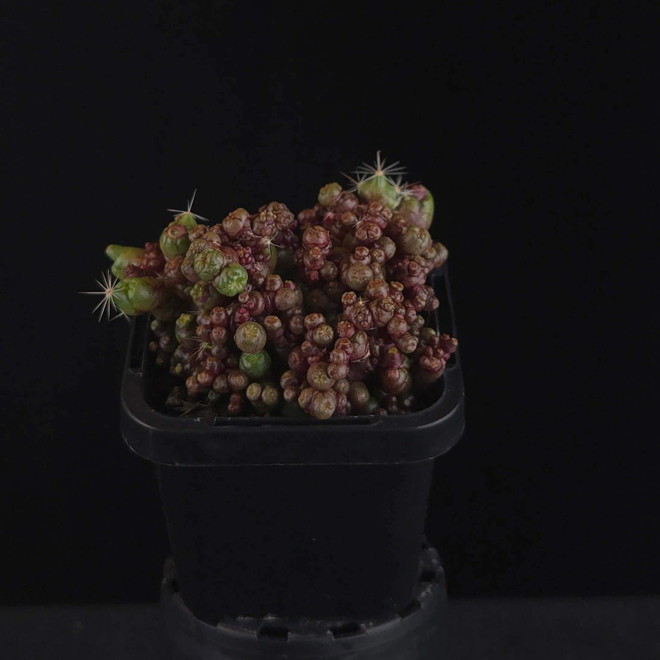 Mammillaria bocasana 'Saint Hugo' - Image 3