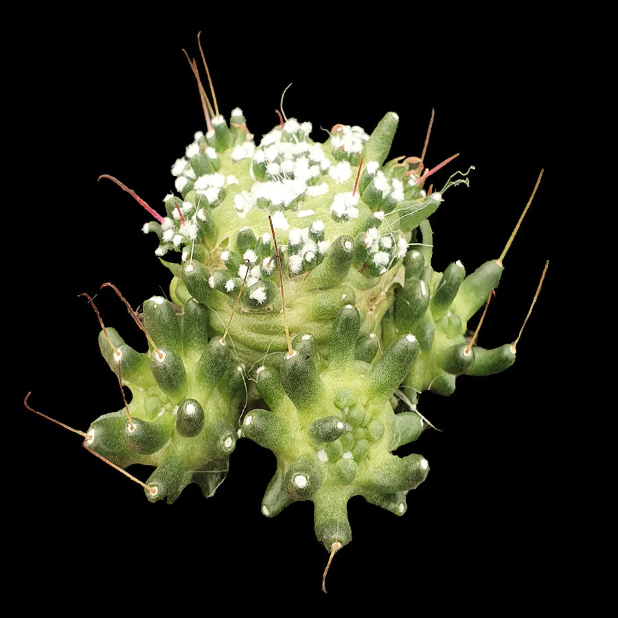 Mammillaria bocasana 'The Freak' - Mutated Cactus