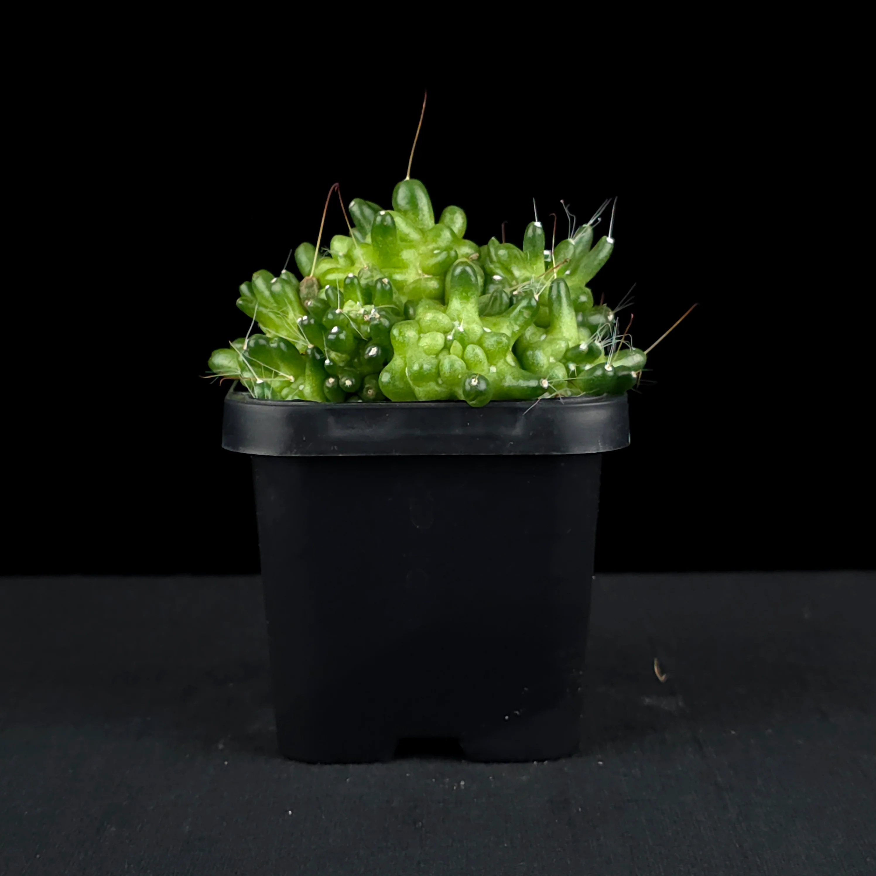Mammillaria bocasana 'The Freak' - Mutated Cactus - Image 2