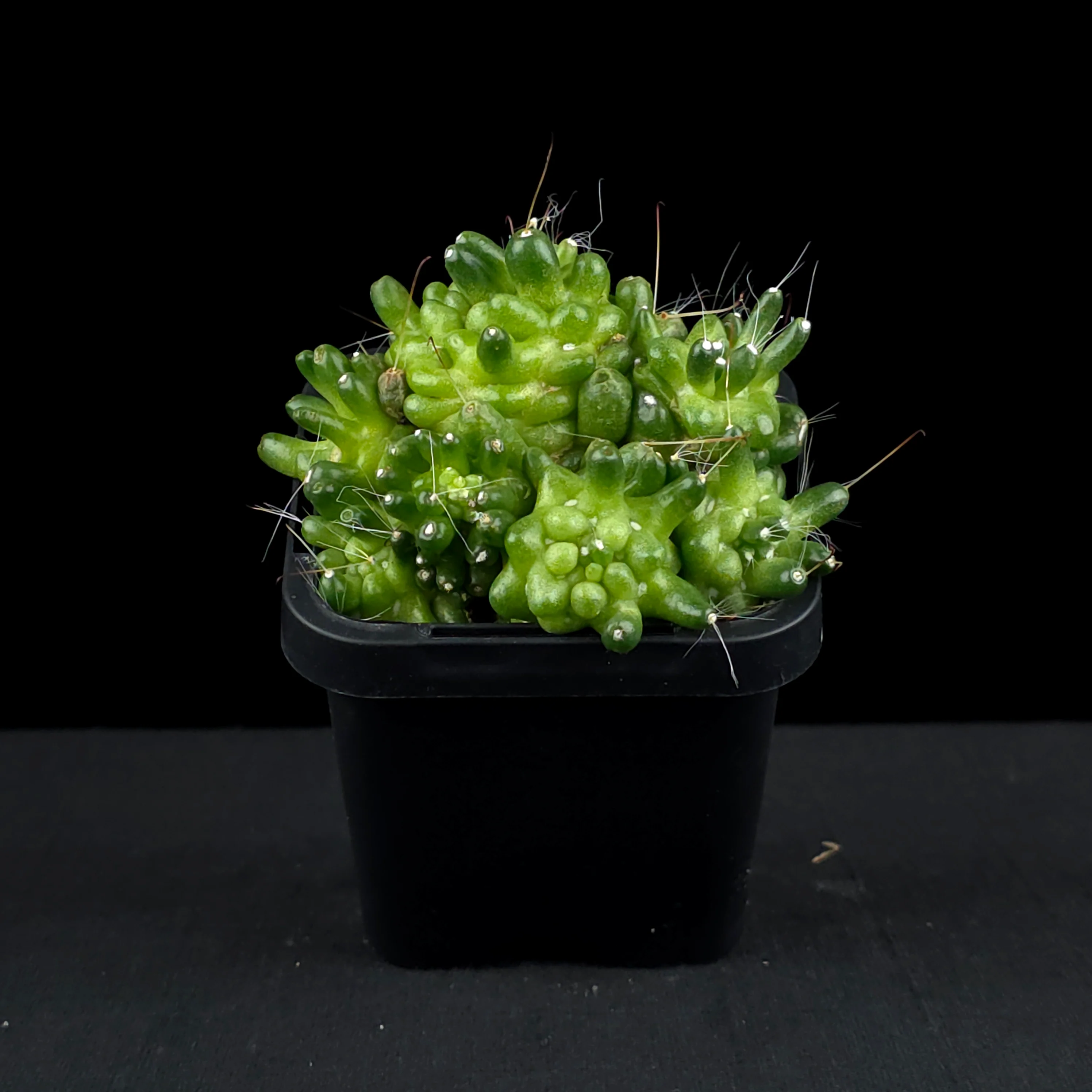 Mammillaria bocasana 'The Freak' - Mutated Cactus - Image 3