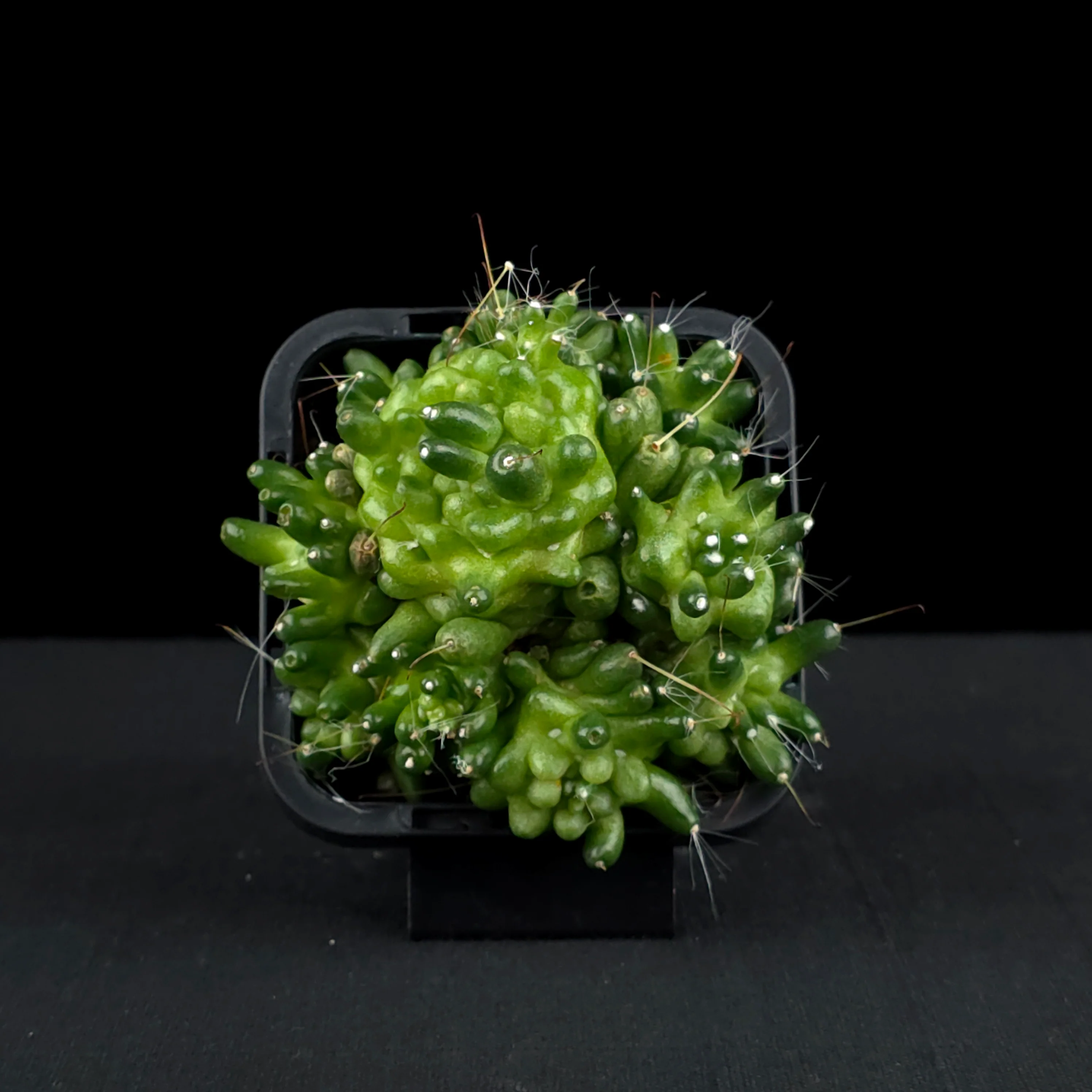Mammillaria bocasana 'The Freak' - Mutated Cactus - Image 4
