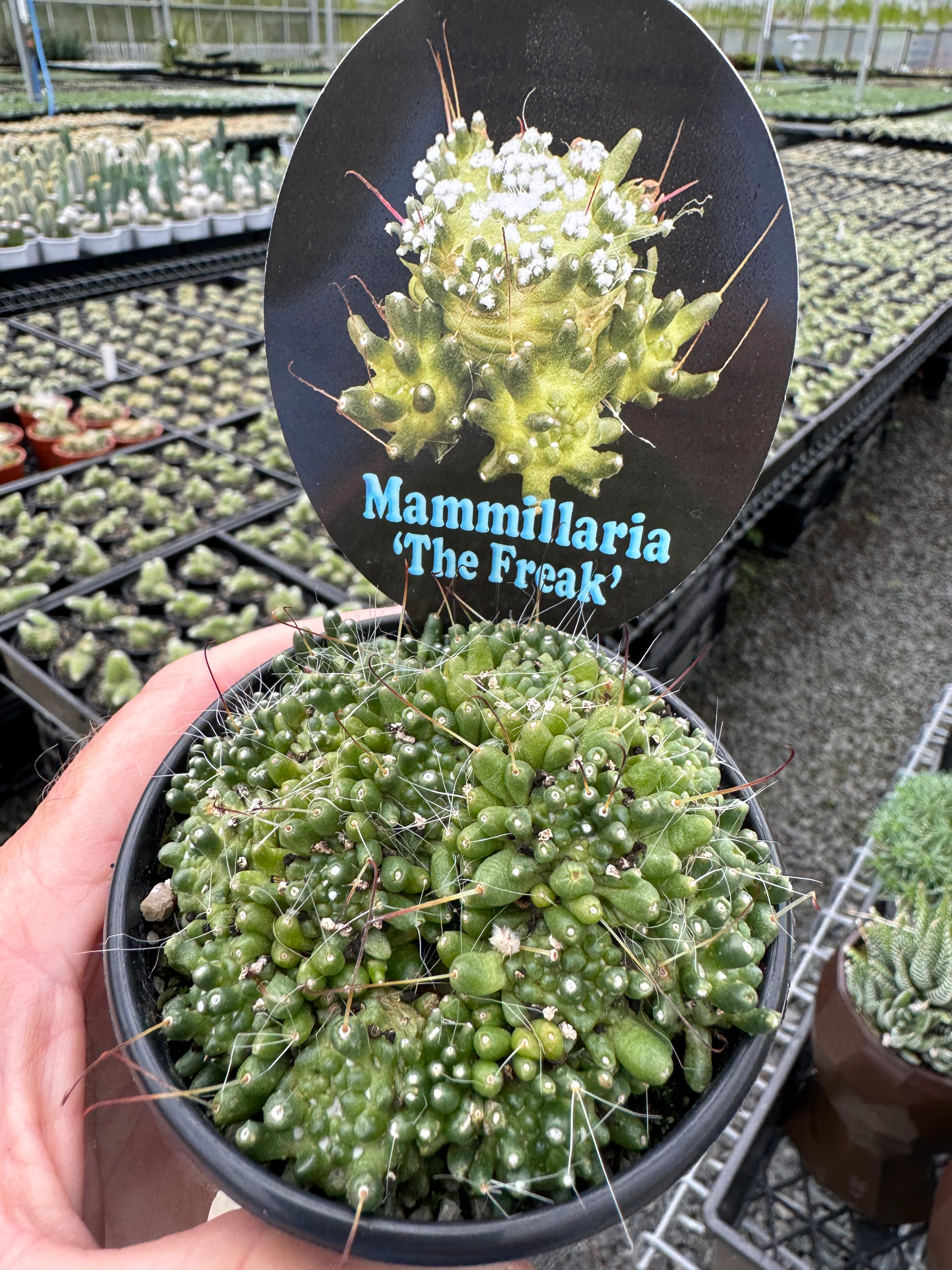 Mammillaria bocasana 'The Freak' - Mutated Cactus - Image 5