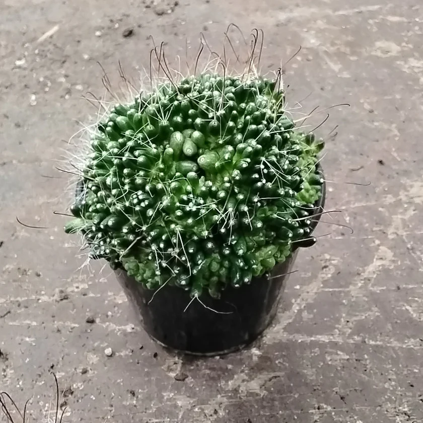 Mammillaria bocasana 'The Freak' - Mutated Cactus - Image 7
