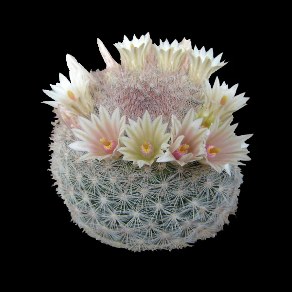 Mammillaria candida - Snowball Cactus