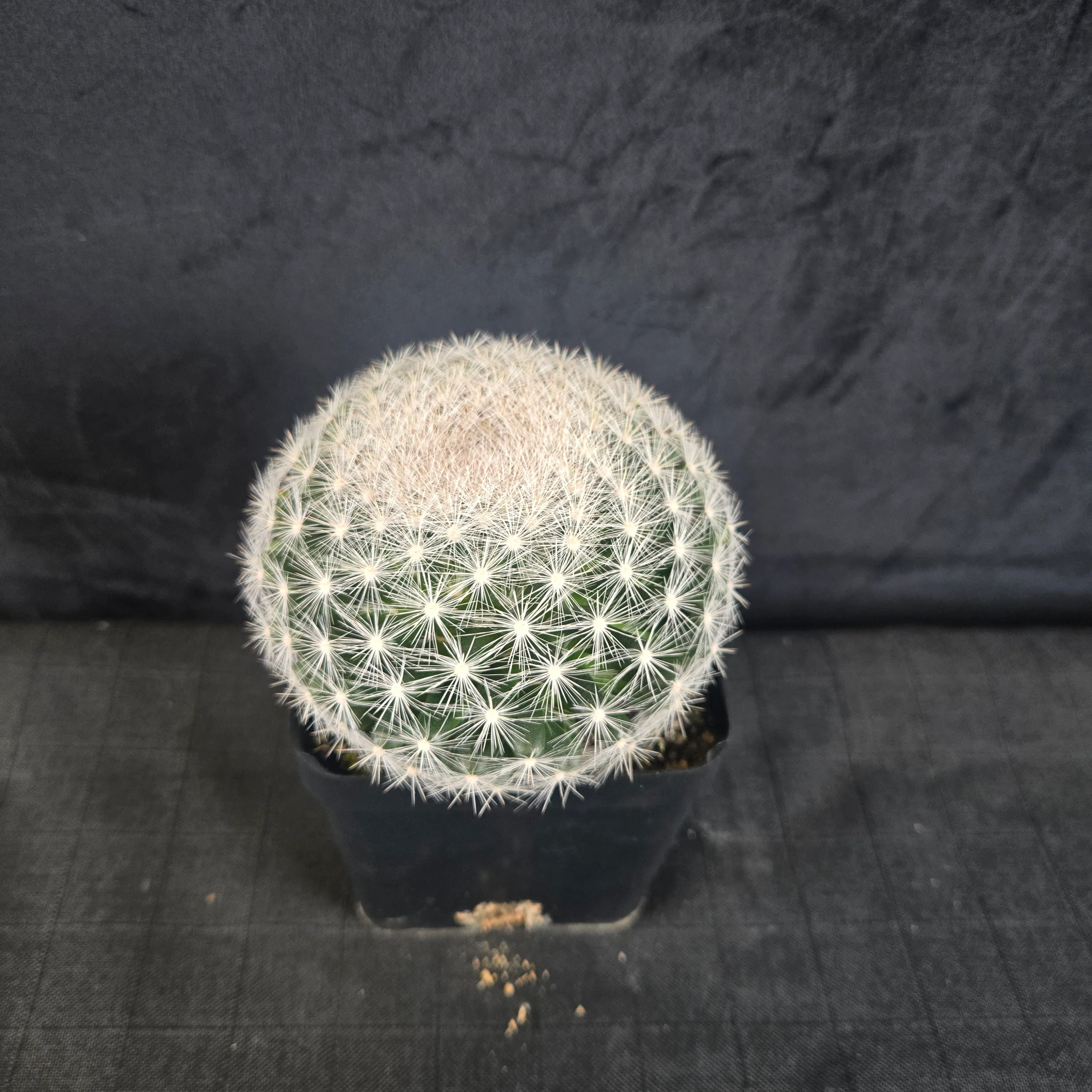 Mammillaria candida - Snowball Cactus - Image 10