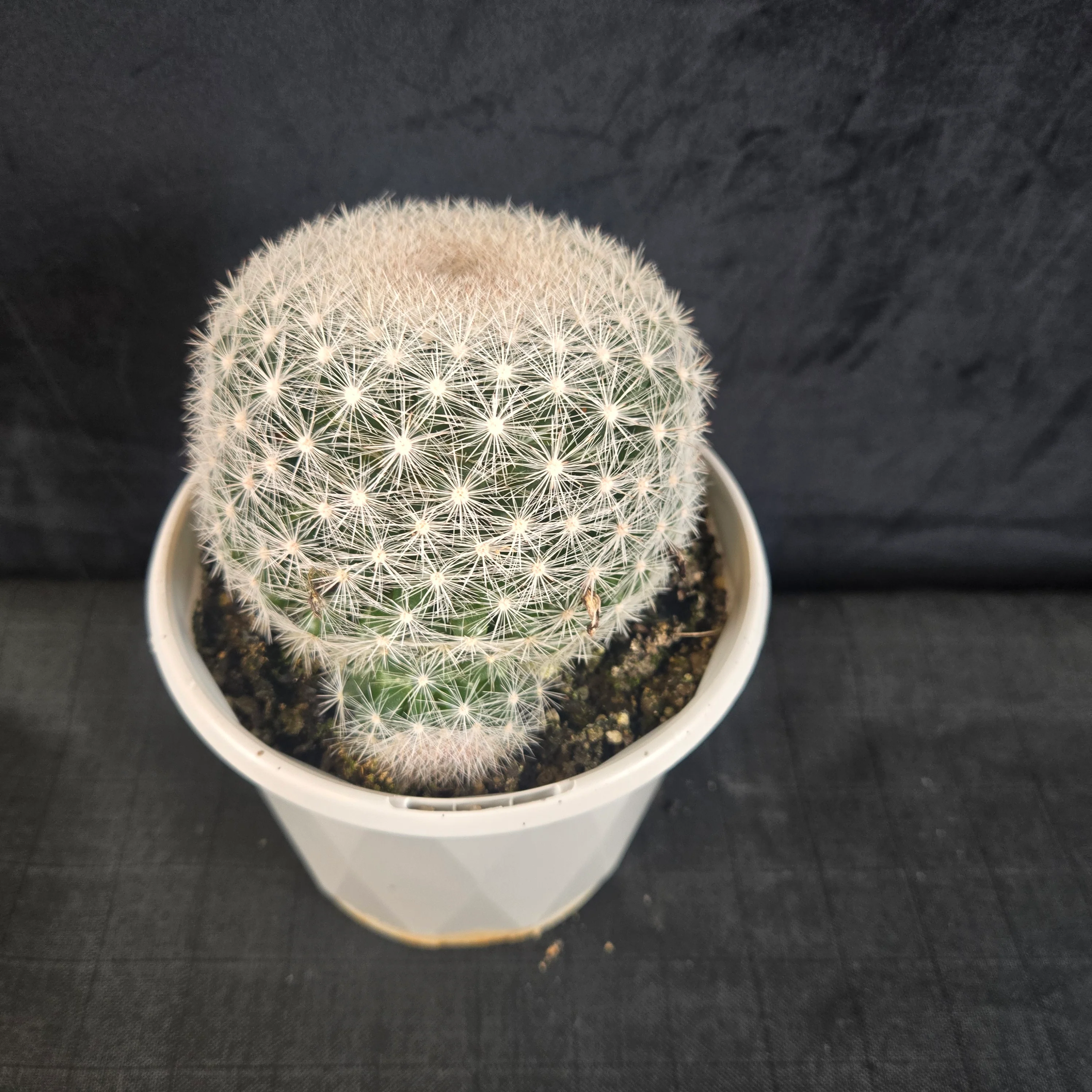 Mammillaria candida - Snowball Cactus - Image 11