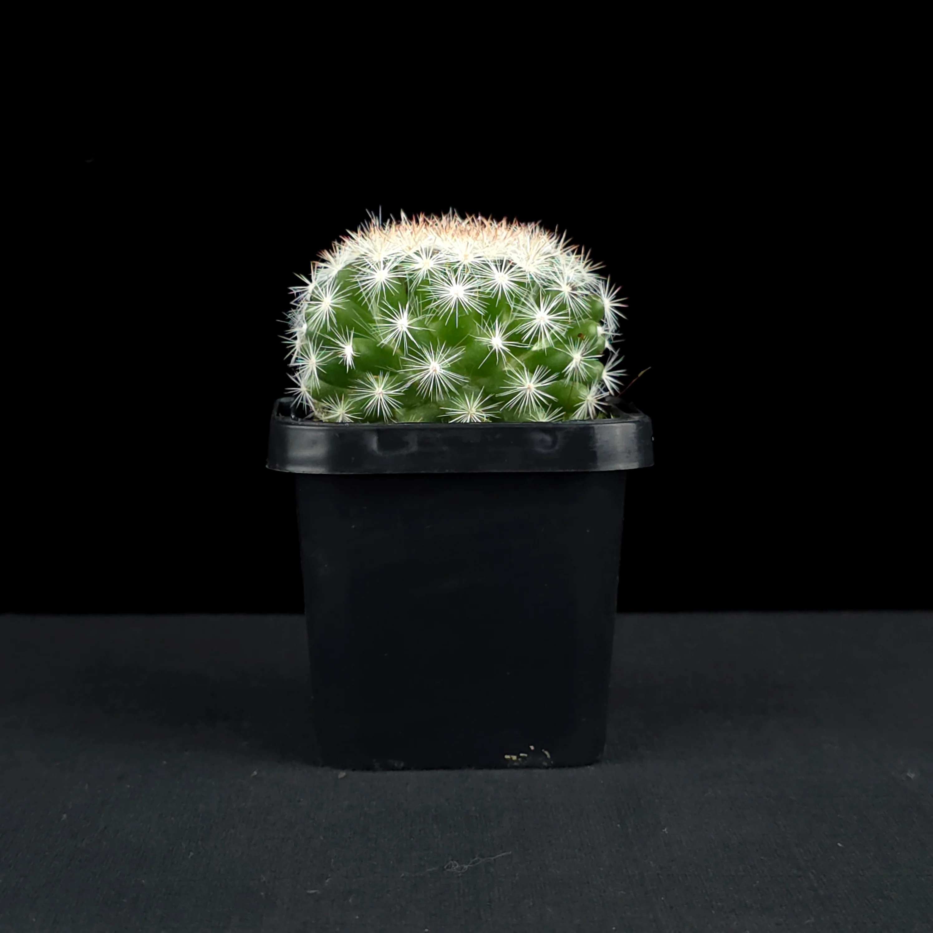 Mammillaria candida - Snowball Cactus - Image 2