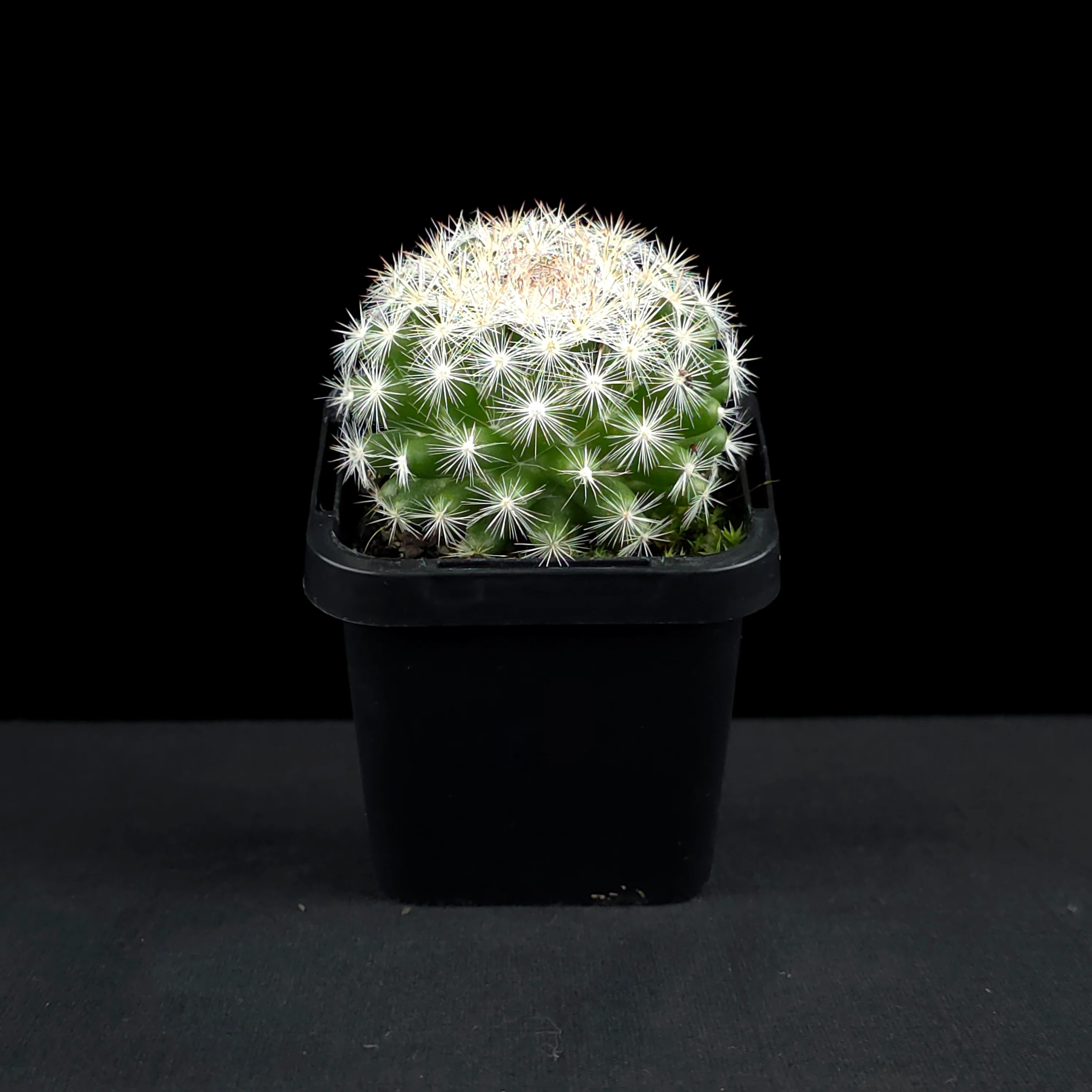 Mammillaria candida - Snowball Cactus - Image 3