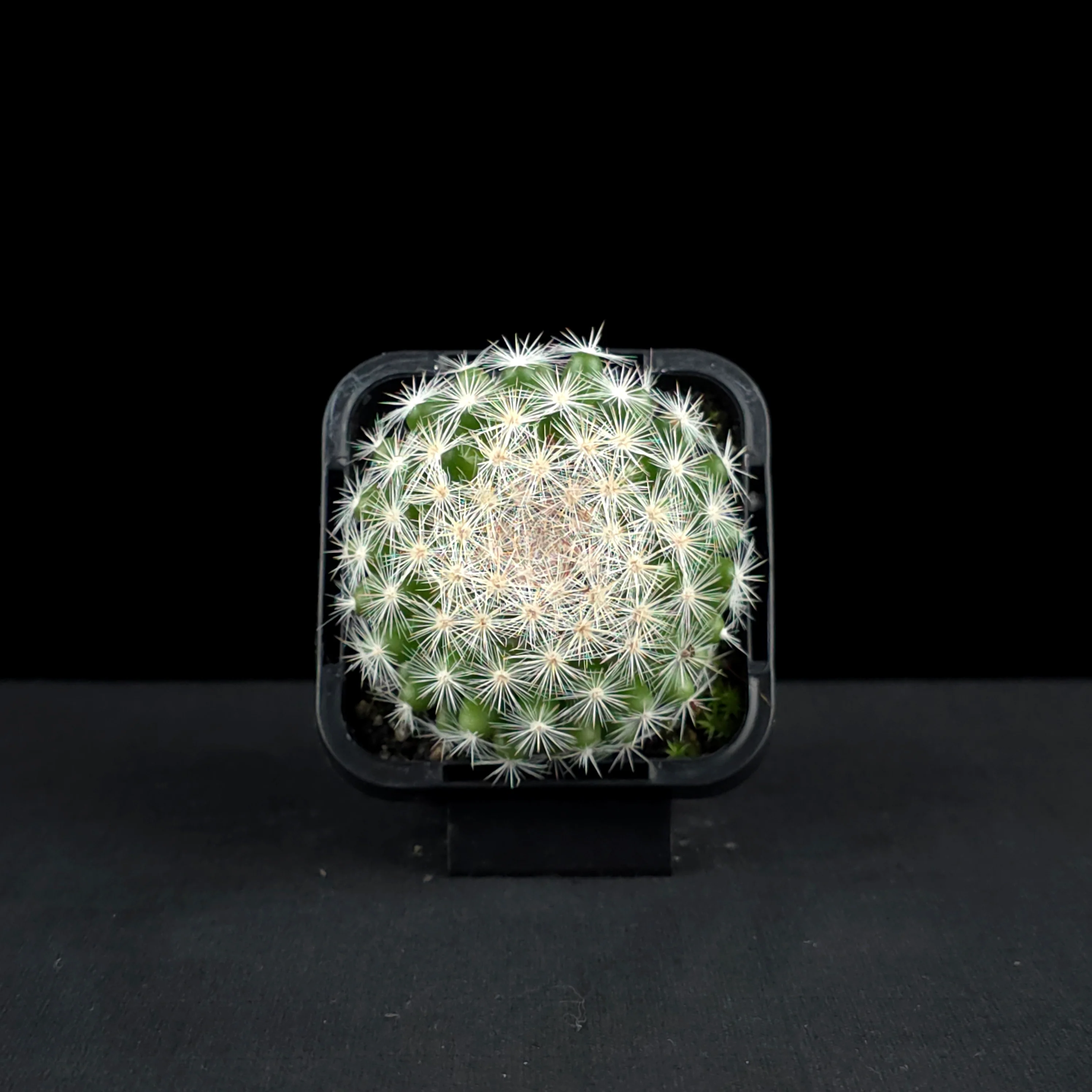 Mammillaria candida - Snowball Cactus - Image 4