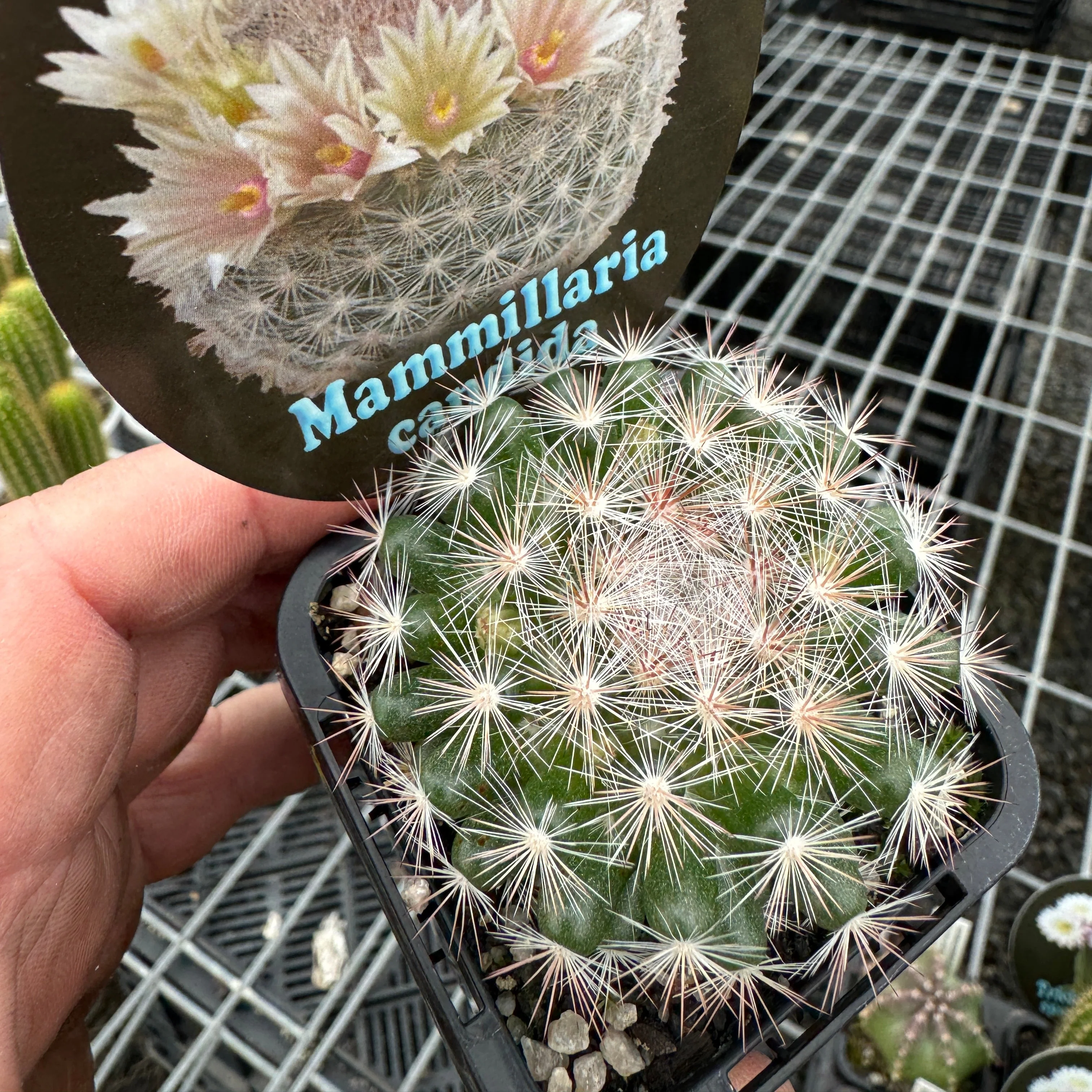 Mammillaria candida - Snowball Cactus - Image 5