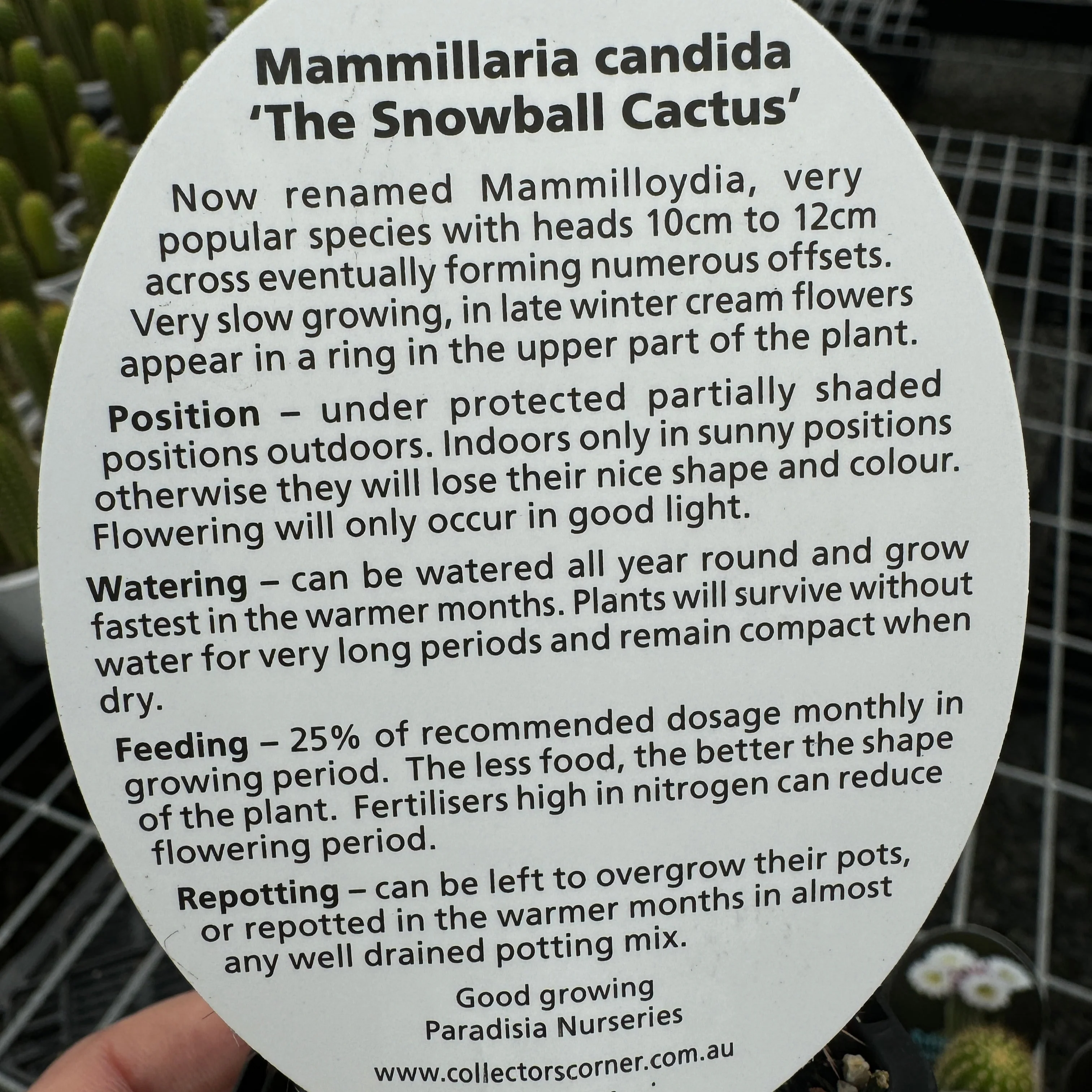 Mammillaria candida - Snowball Cactus - Image 6