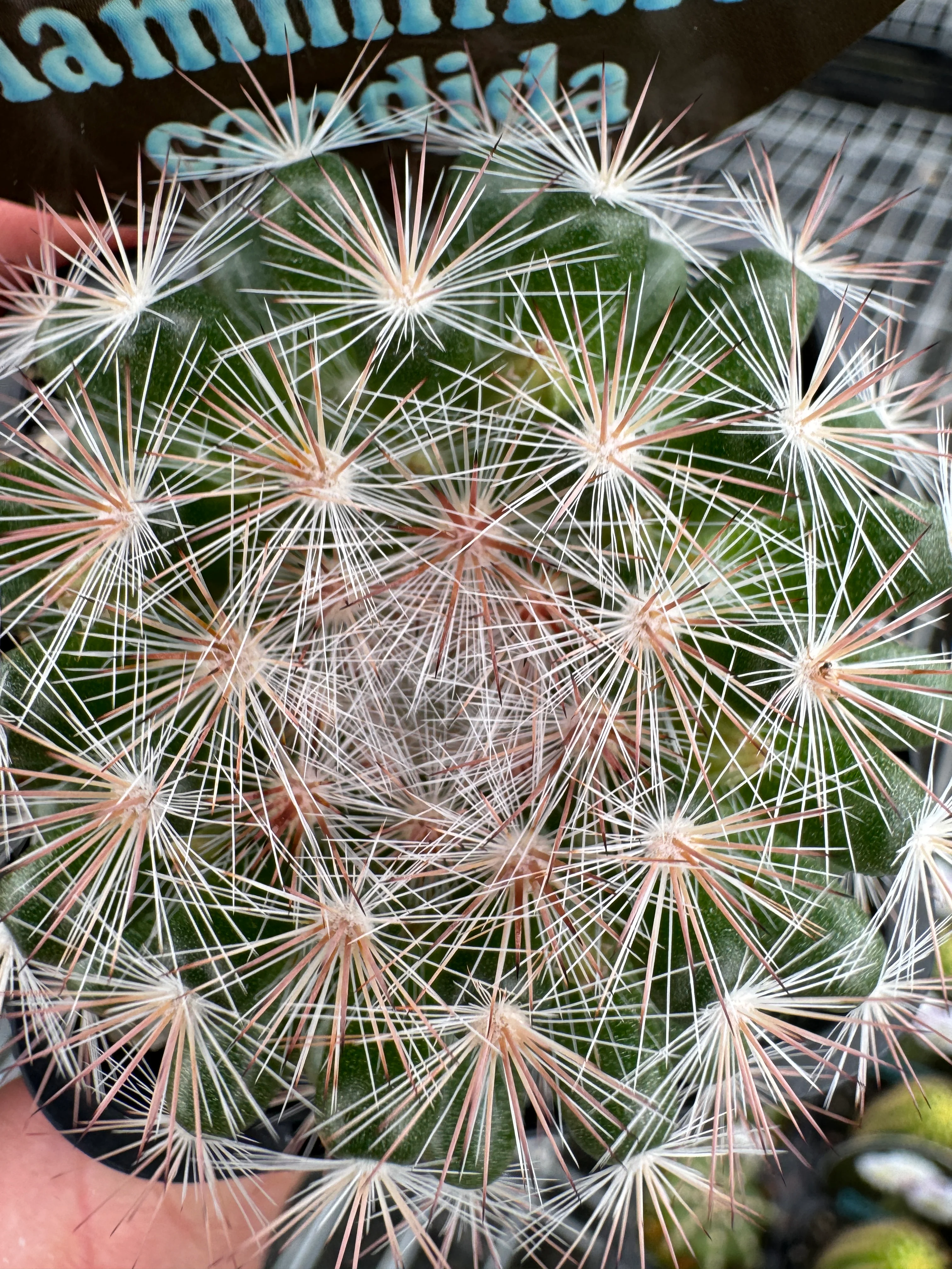 Mammillaria candida - Snowball Cactus - Image 7