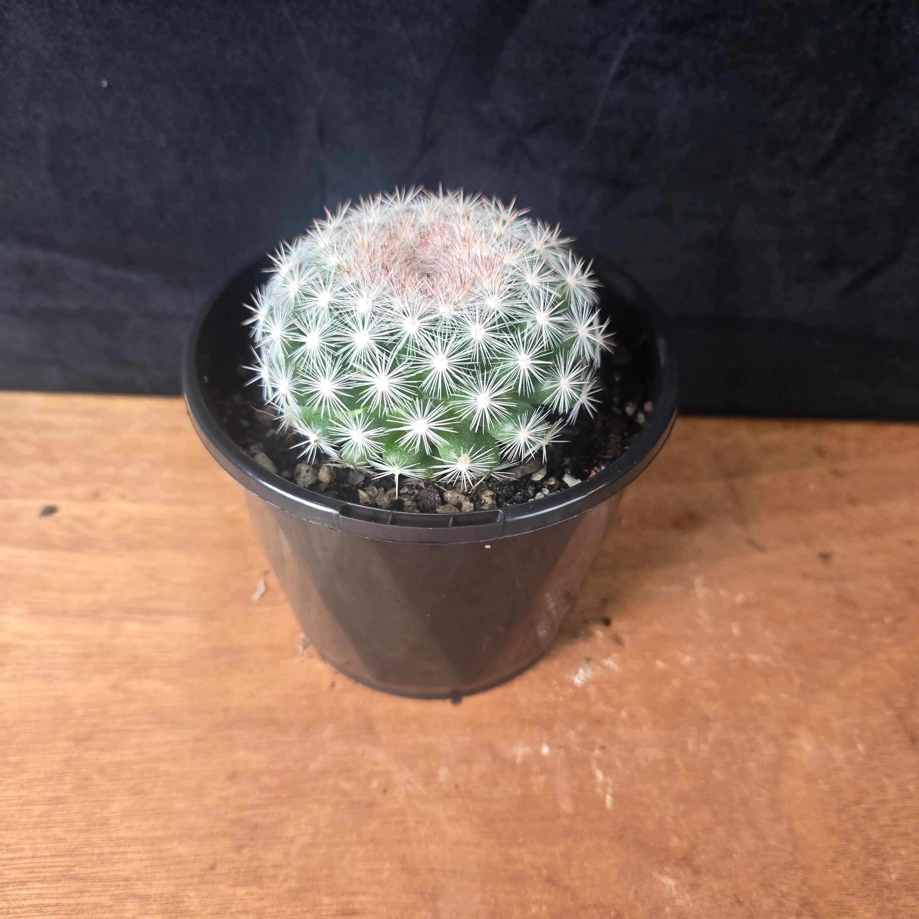 Mammillaria candida - Snowball Cactus - Image 8