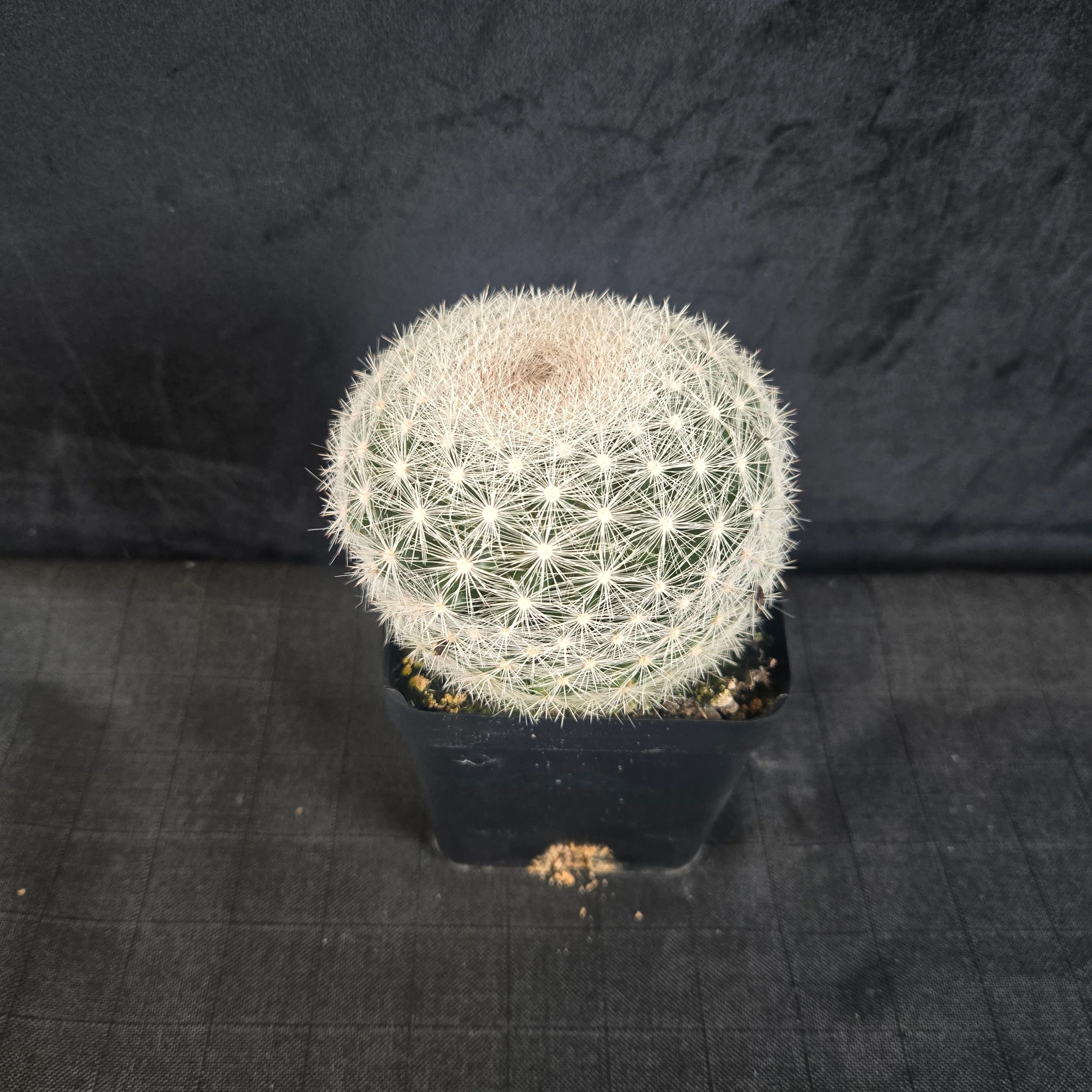 Mammillaria candida - Snowball Cactus - Image 9