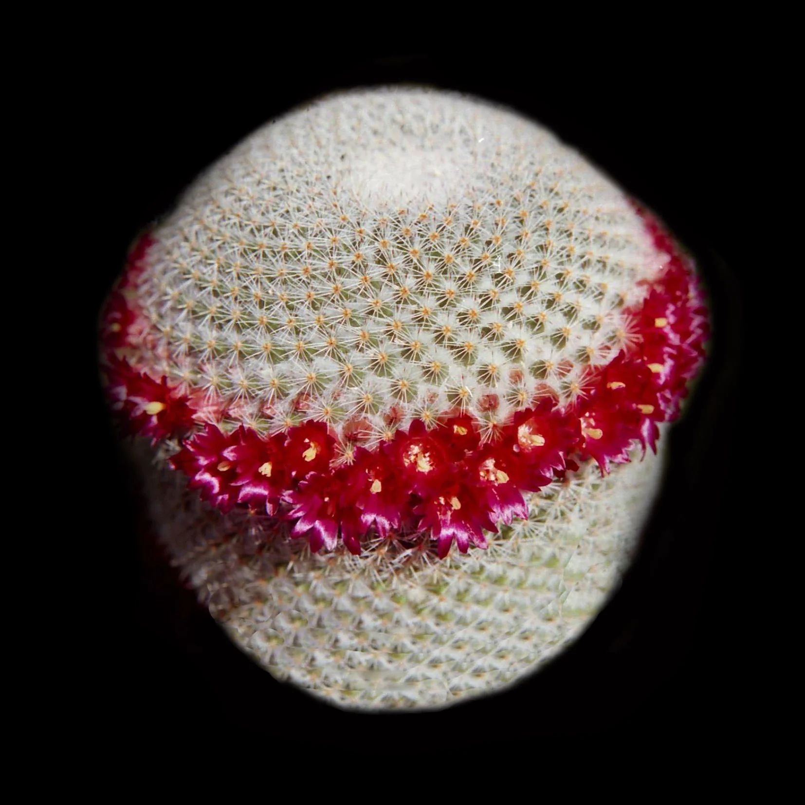 Mammillaria geminispina (elegans form)