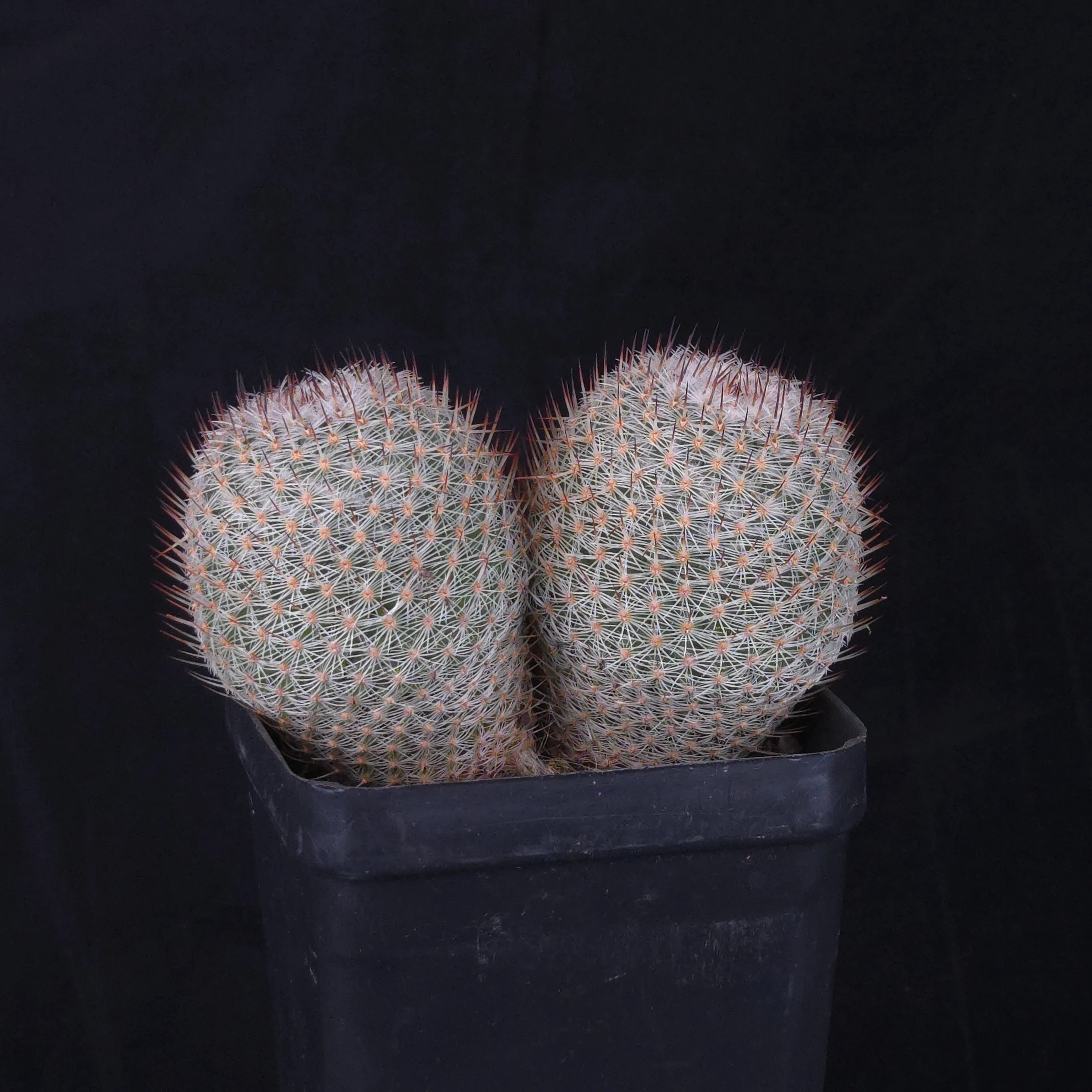 Mammillaria geminispina (elegans form) - Image 3